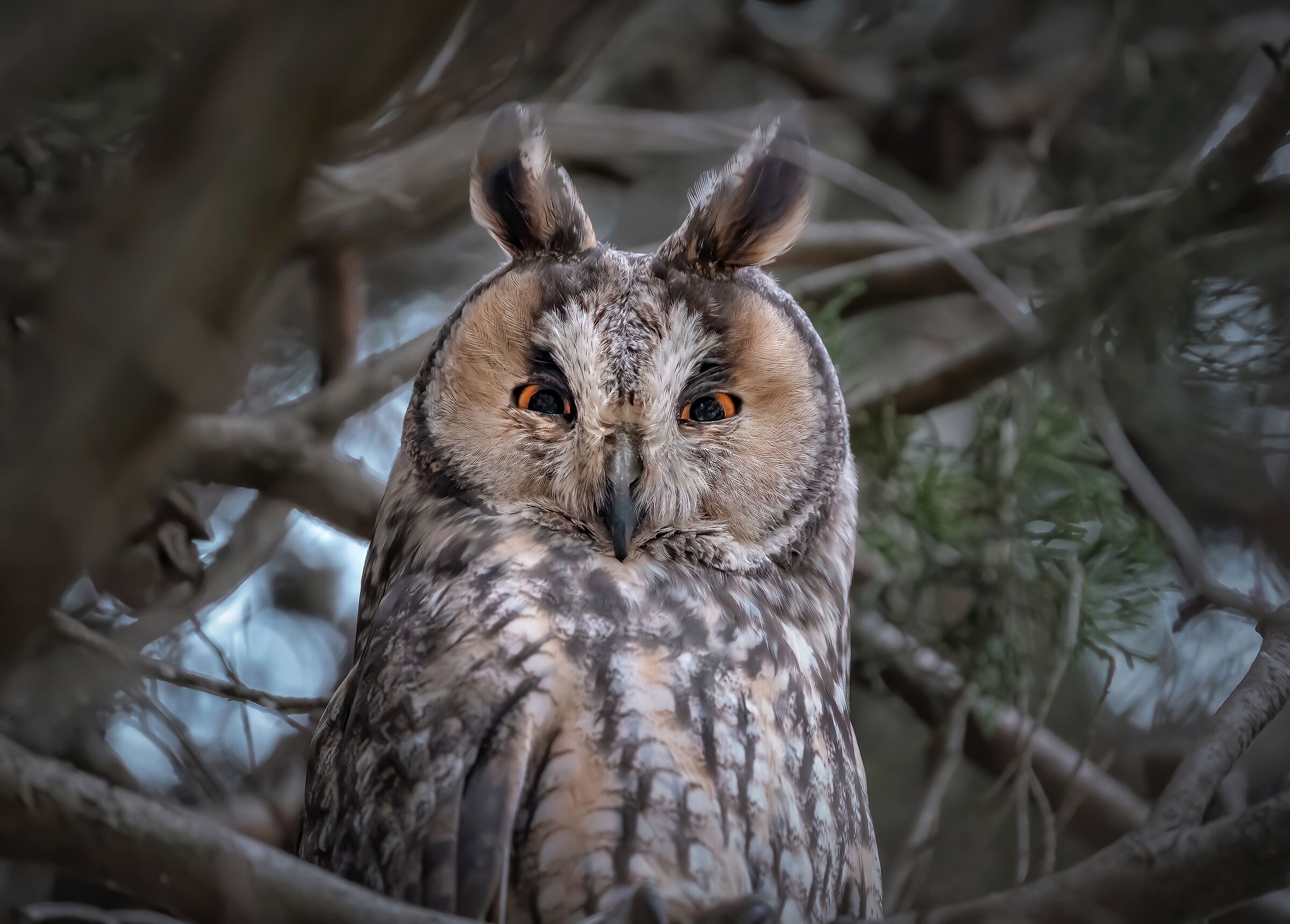 Curious Owl...