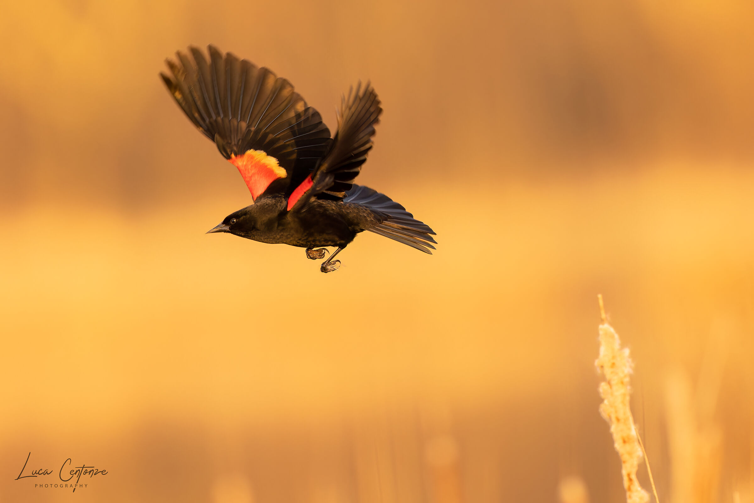 Red Widget Blackbird (Agelaius phoeniceus)...