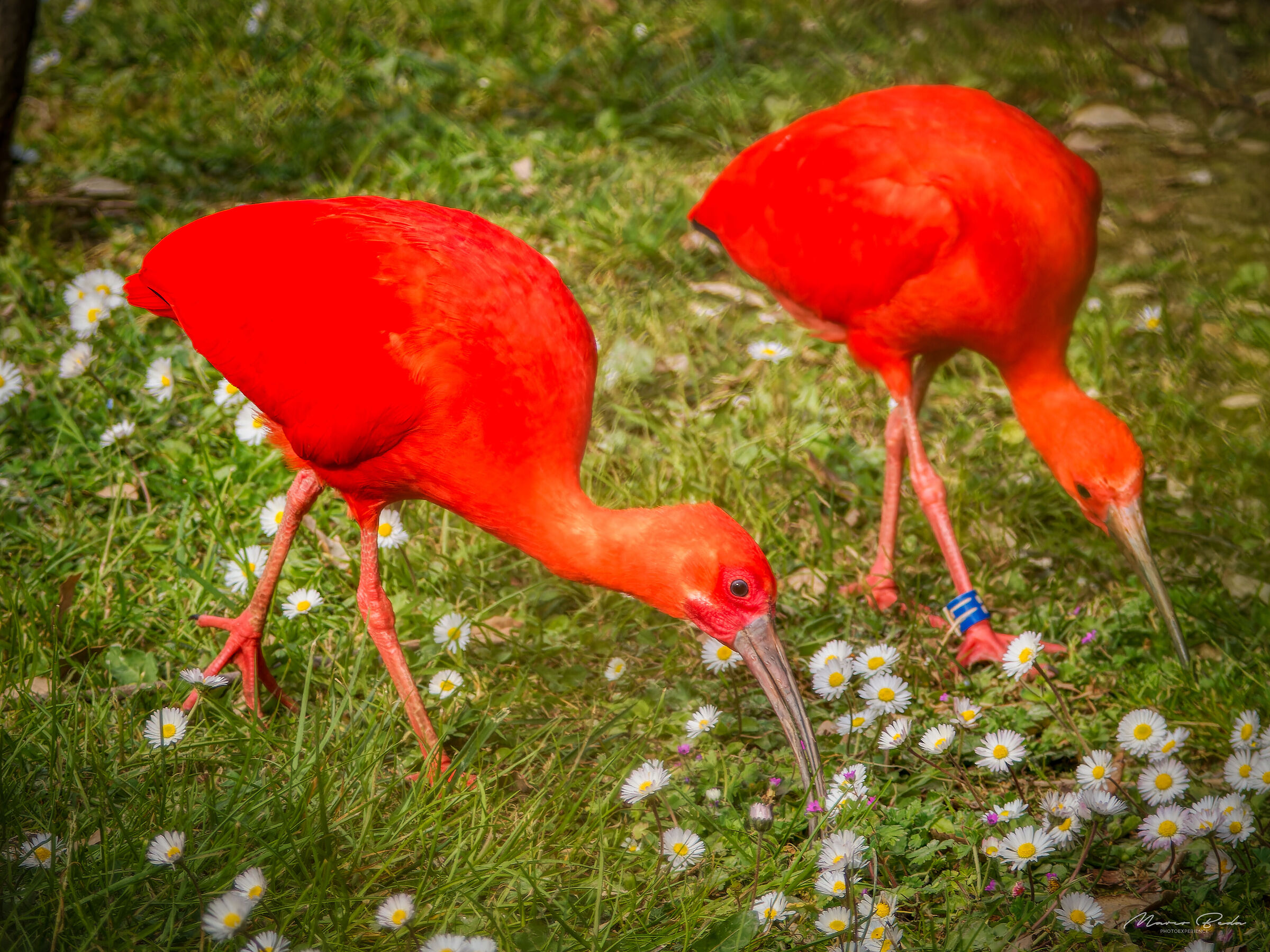 Red ibis...