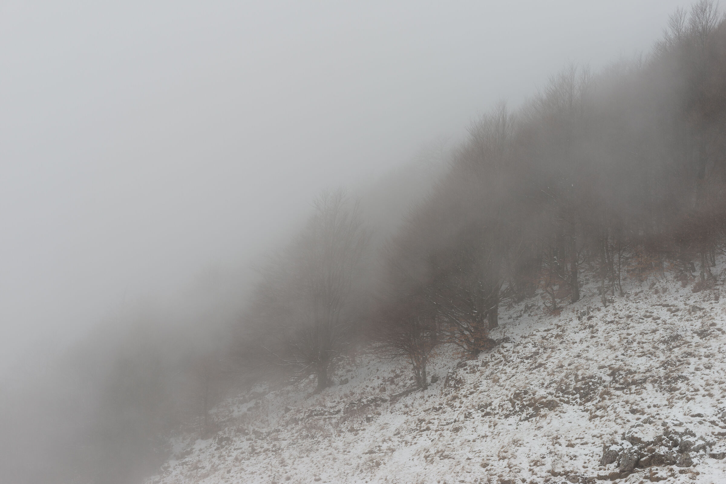 Bosco con nebbia e neve...