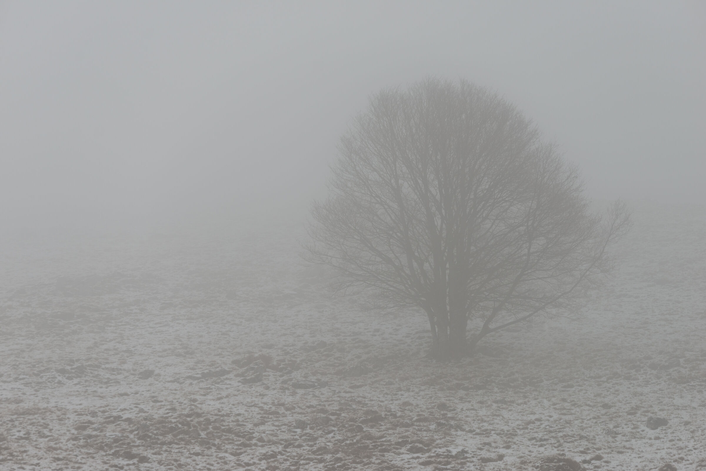 Tree in snowy and foggy landscape...