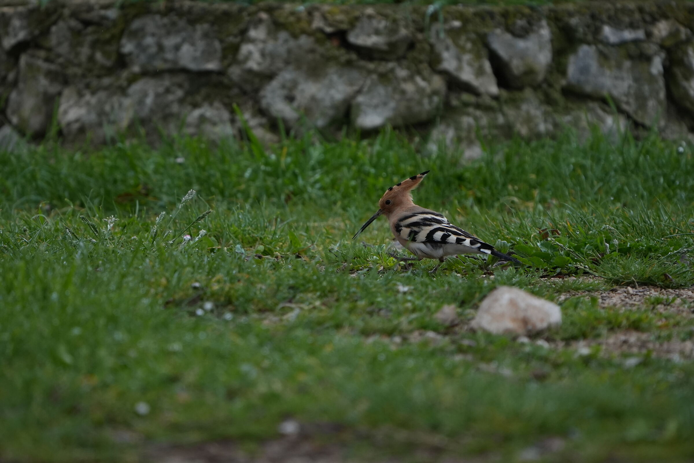 Hoopoe2 (lucky day for me)...
