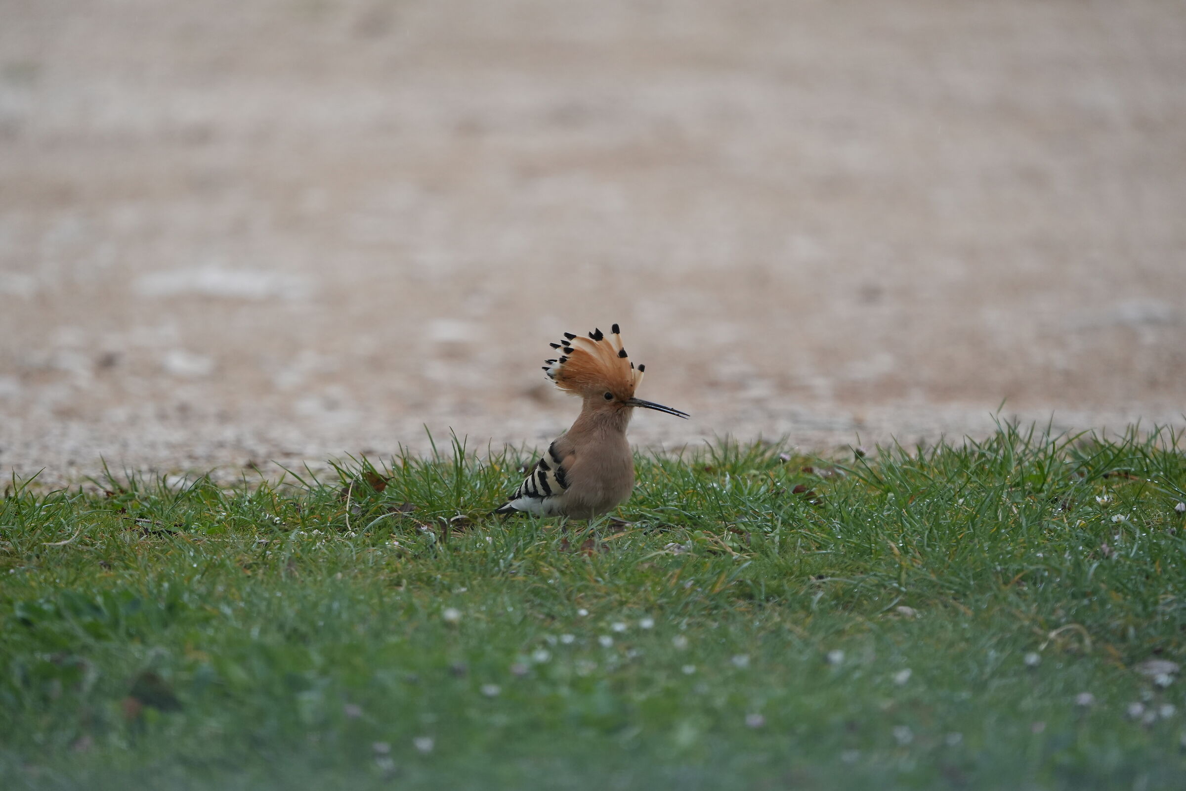 Hoopoe5 (for me a very lucky day)...