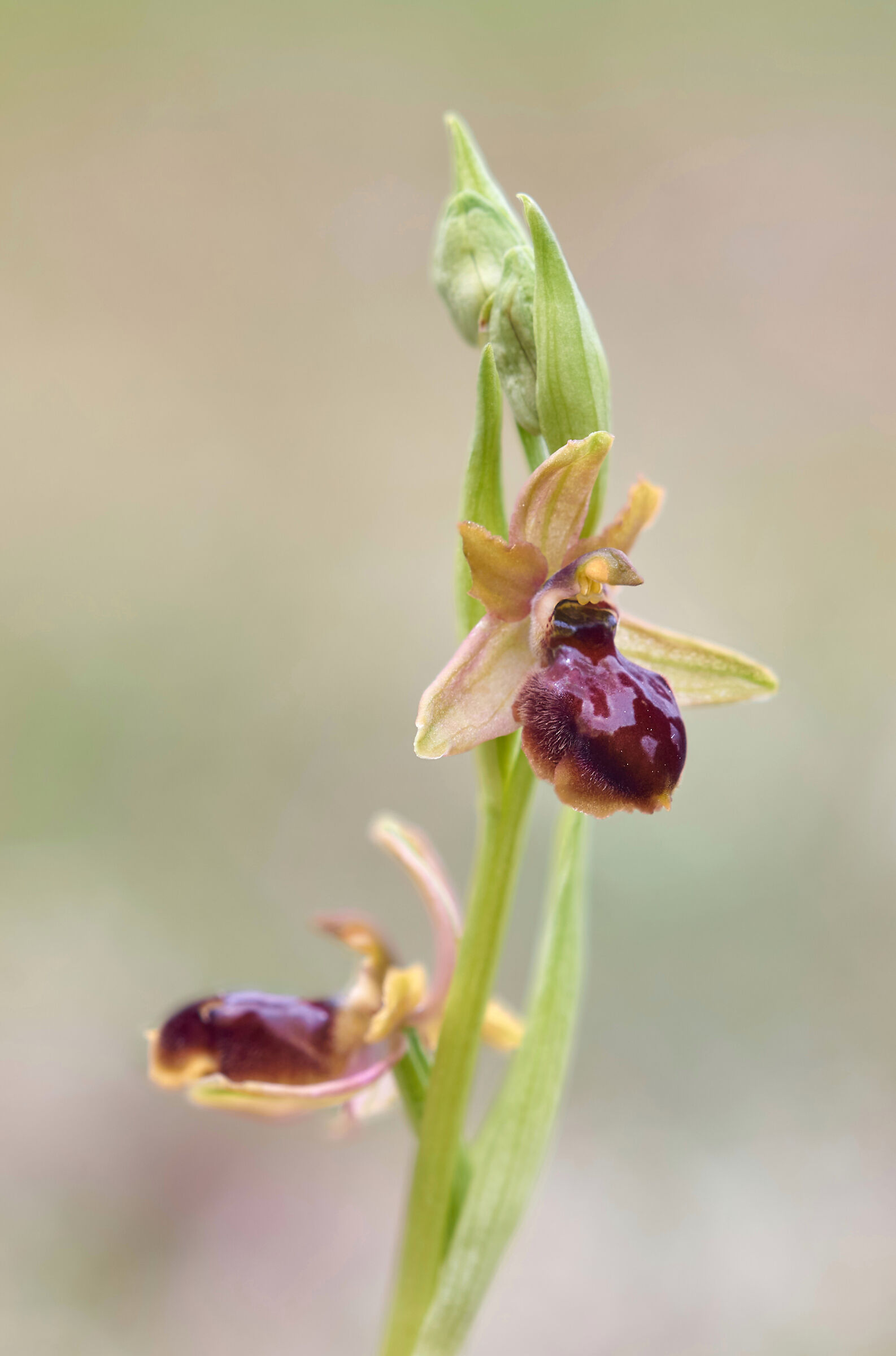 Ophrys tarquinia...