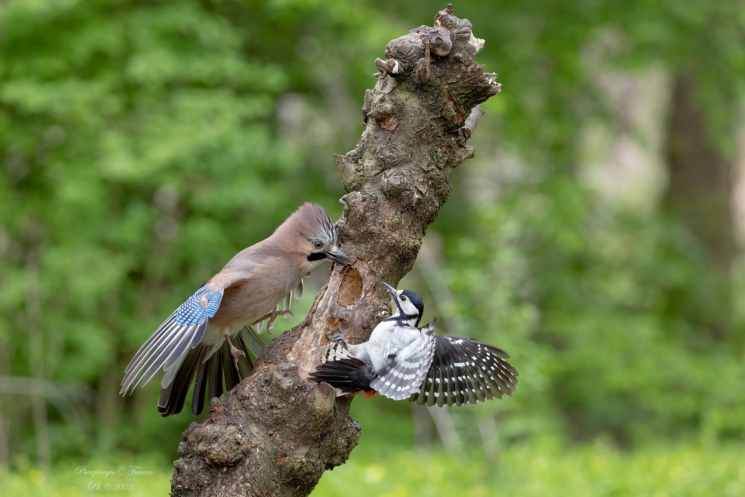 Jay vs Great spotted woodpecker...