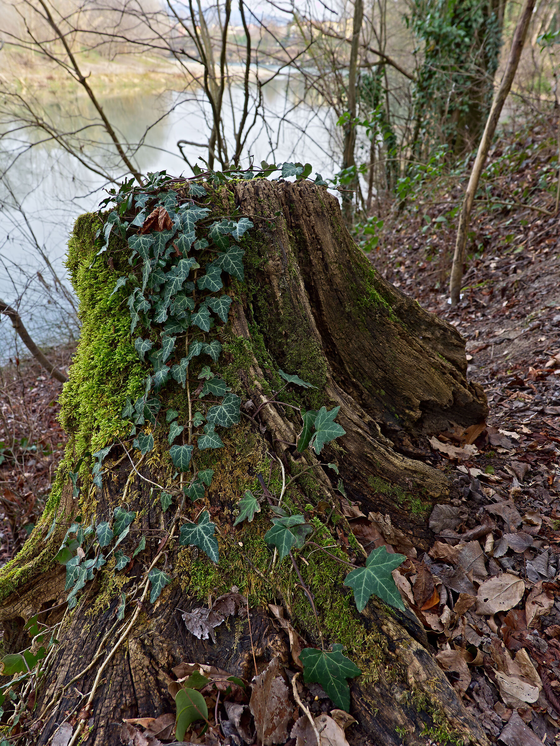 The stump on the embankment...