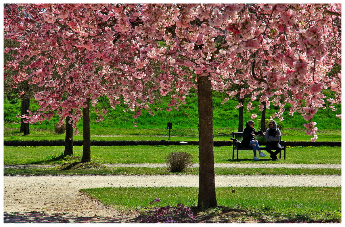 Cherry blossoms in Venaria Reale (TO) 2023...