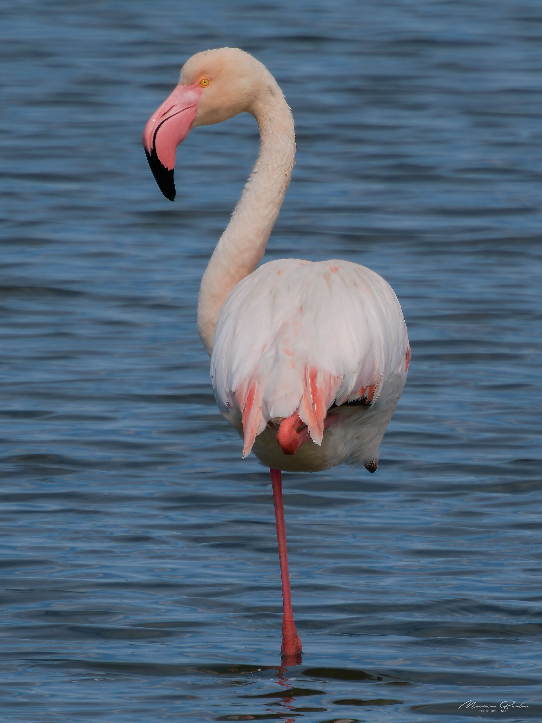 Flamingo, Barena di Chioggia. ...