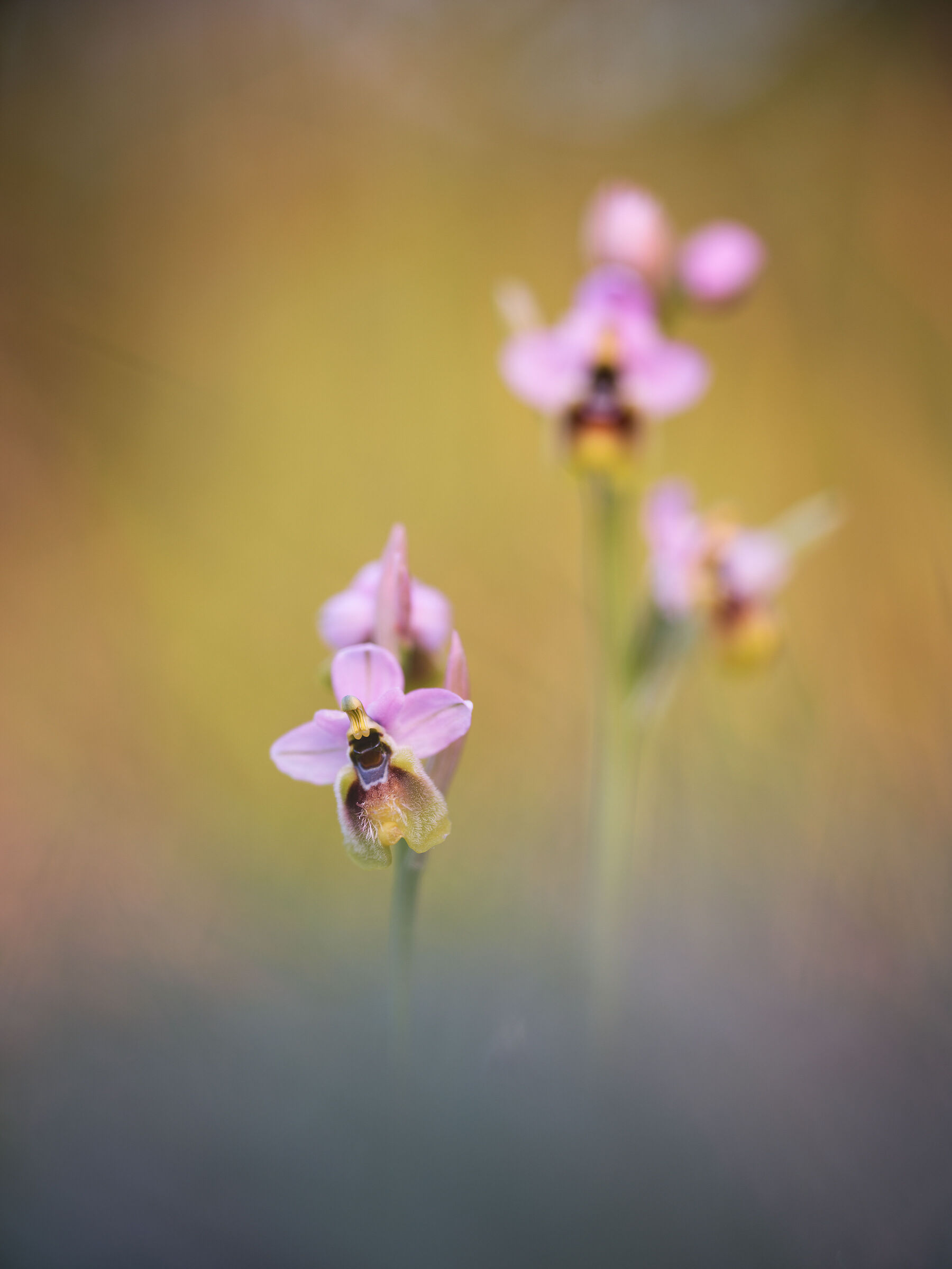 Ophrys tenthredinifera...