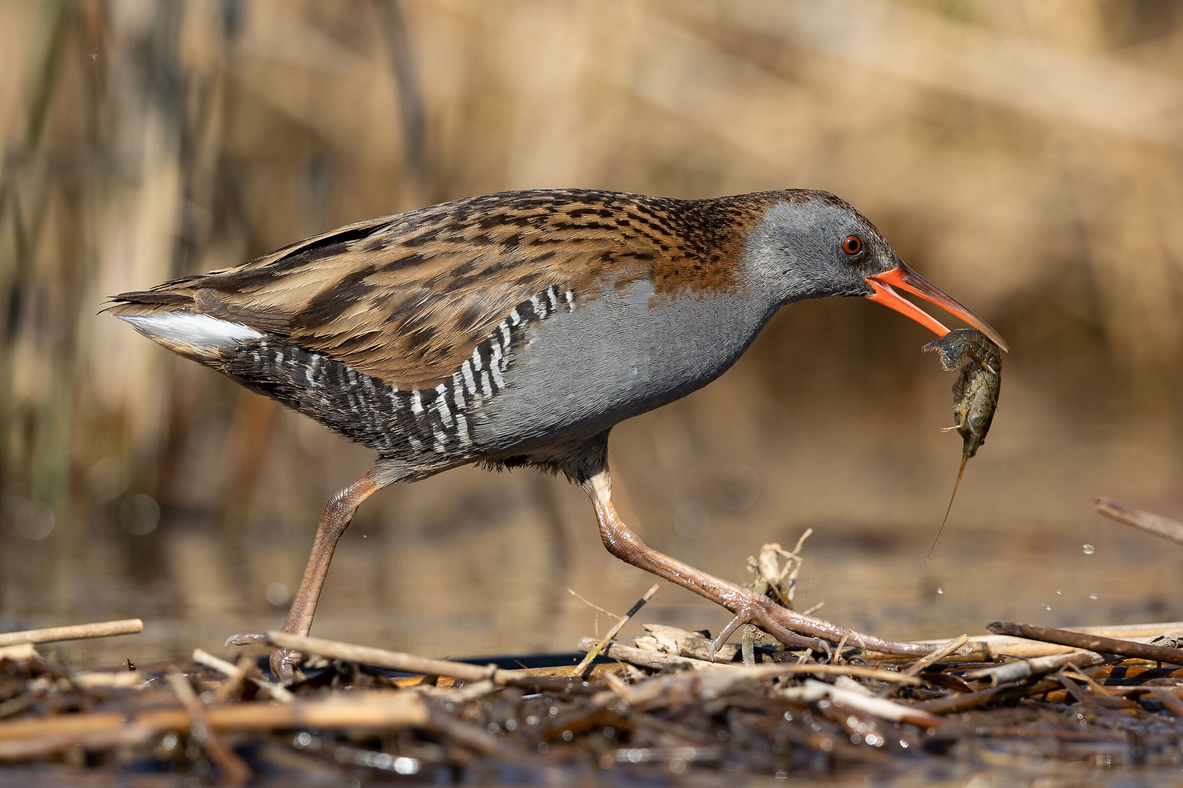 Water rail with shrimp...