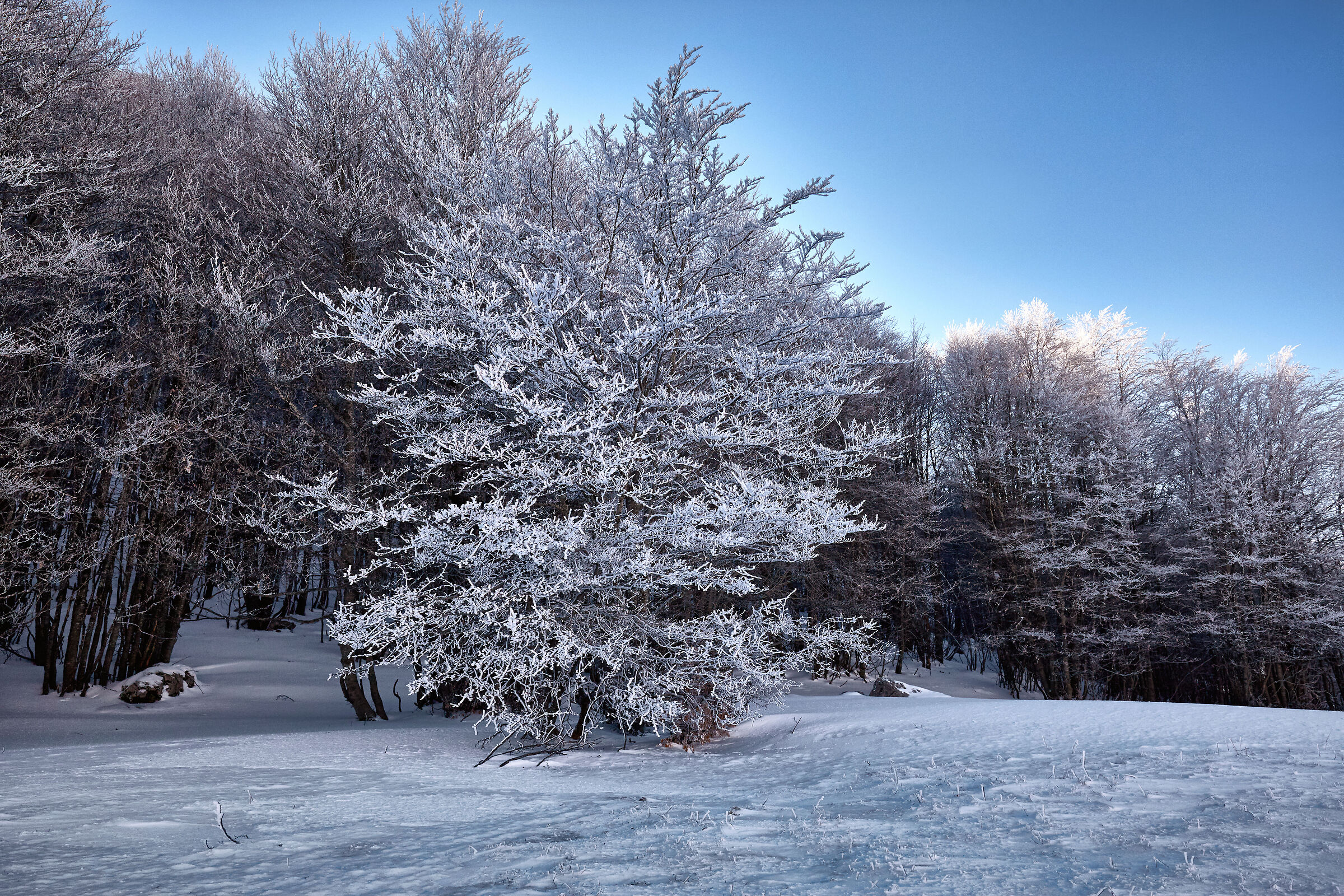 Frozen trees in the forest of Monte Secine...