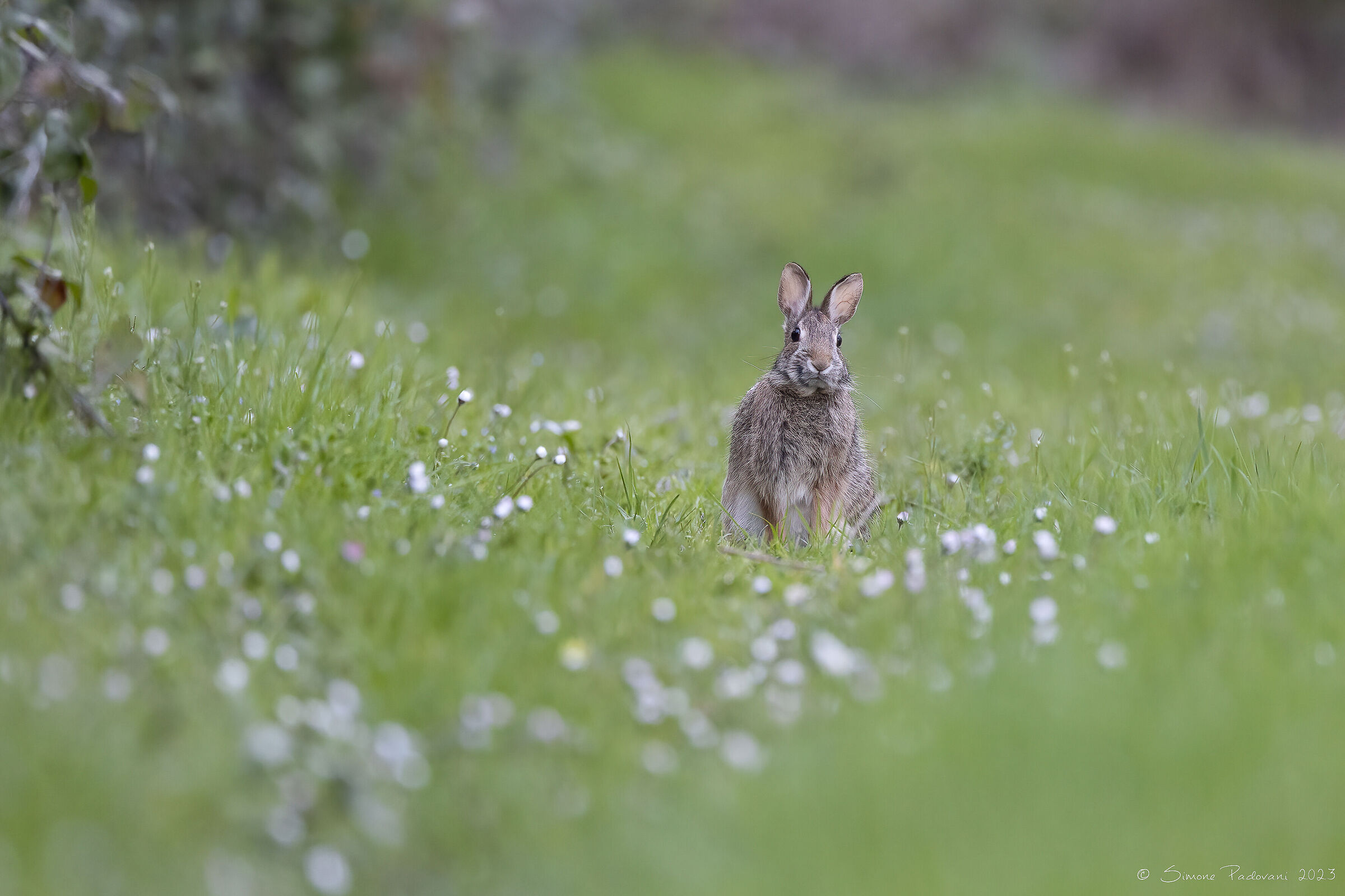 Mini Hare among daisies......