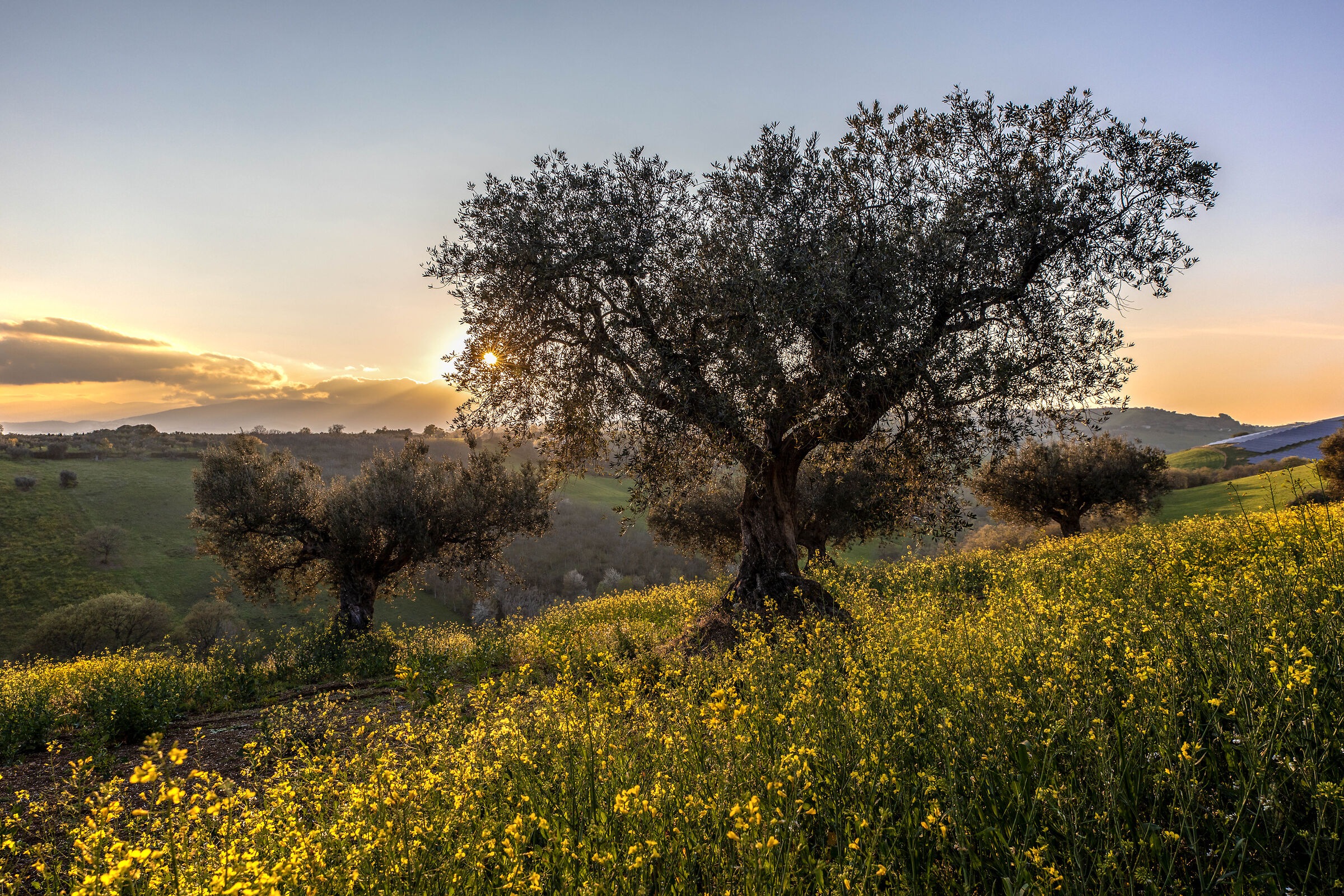 Among the hills, rapeseed and olive trees...