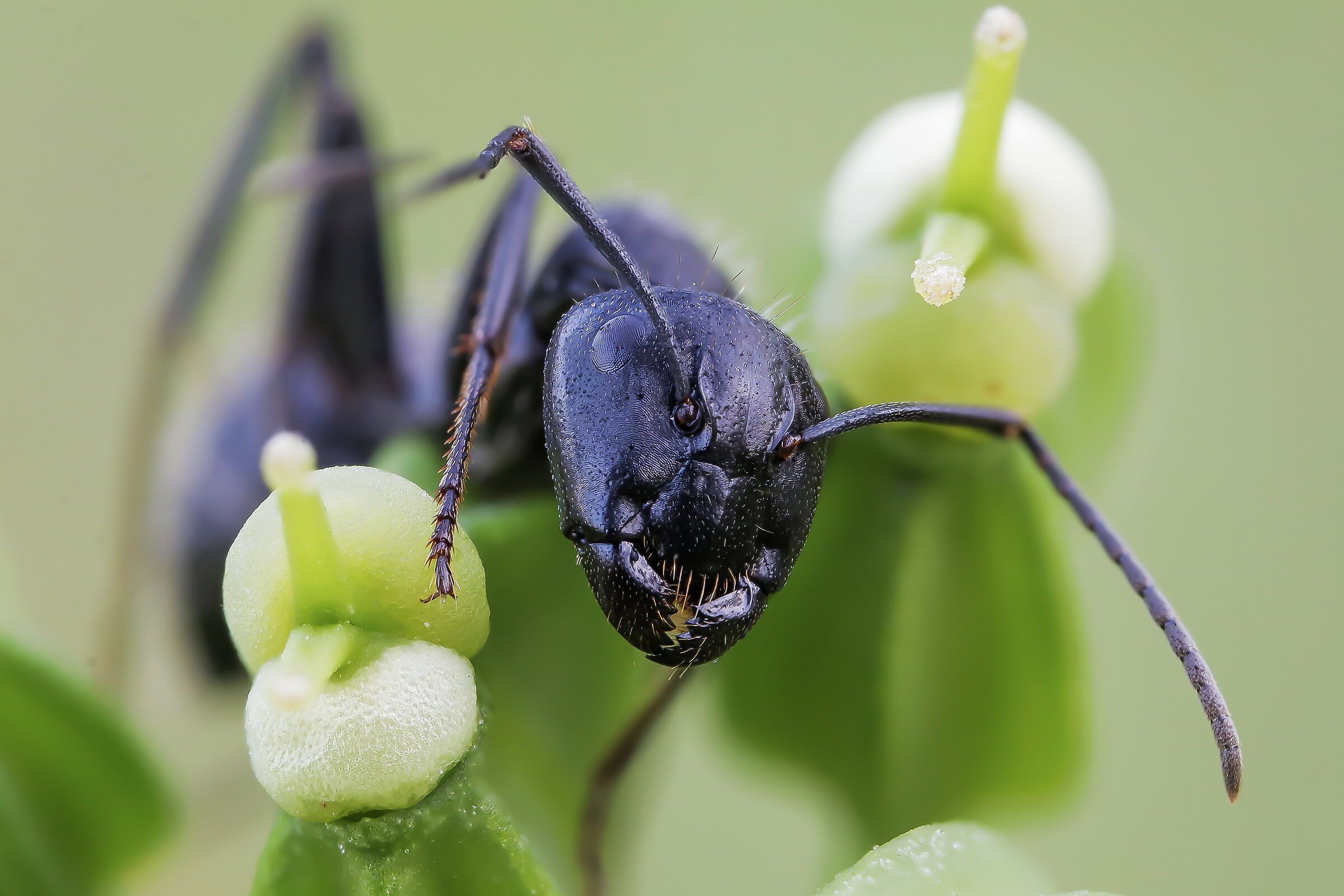 The Big Ant (Camponotus sp.)...