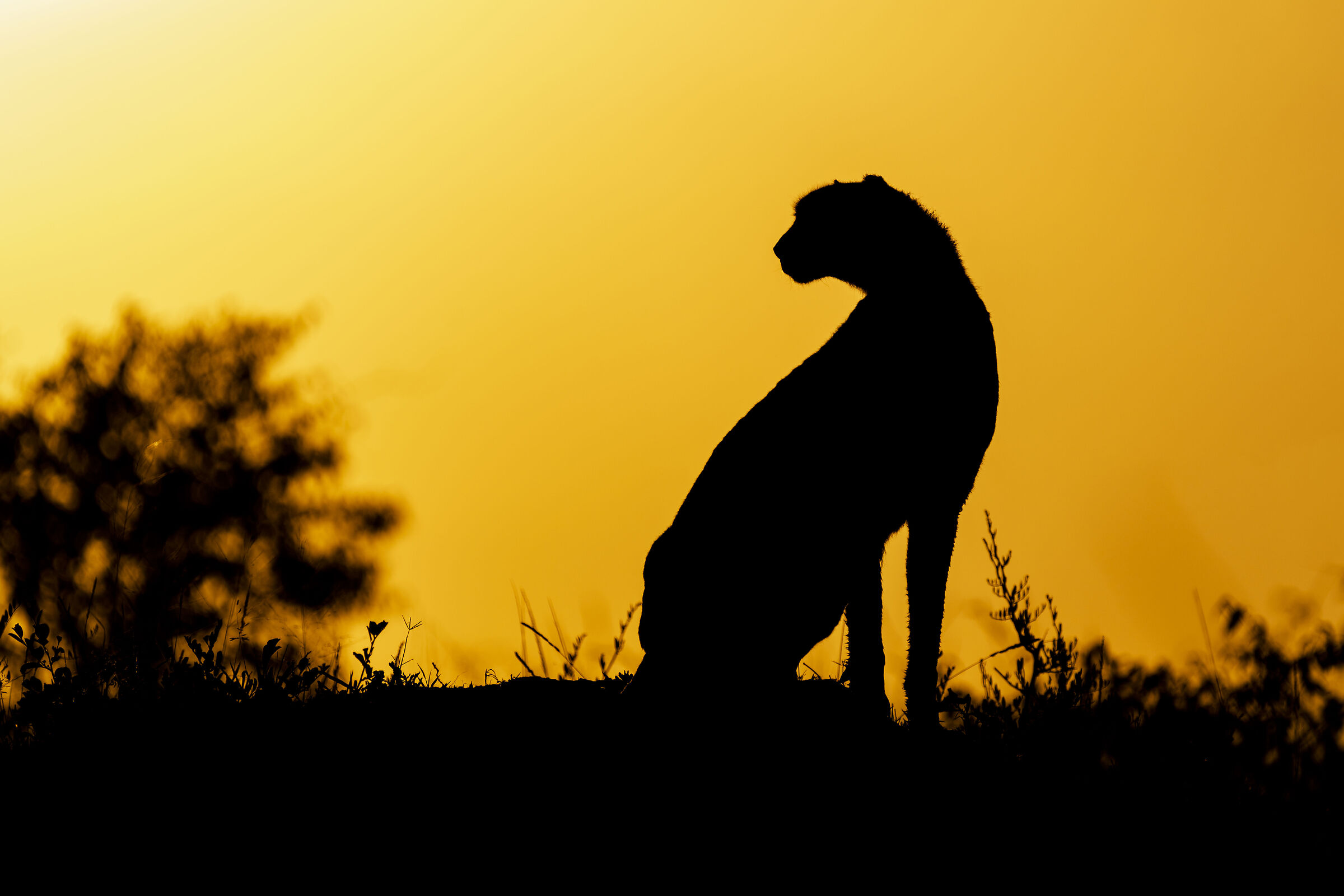 Cheetah at dawn...