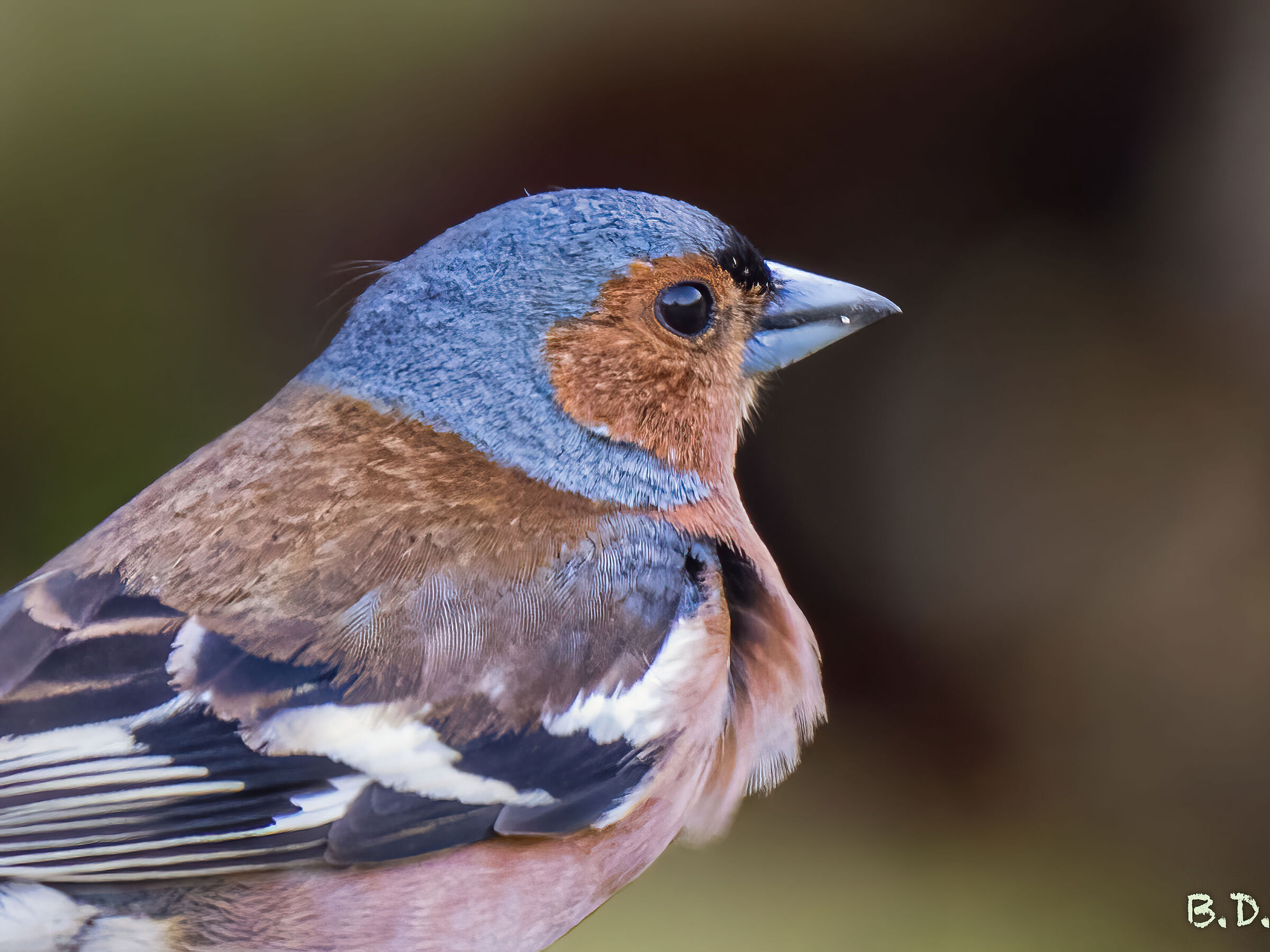 Chaffinch in the wind...