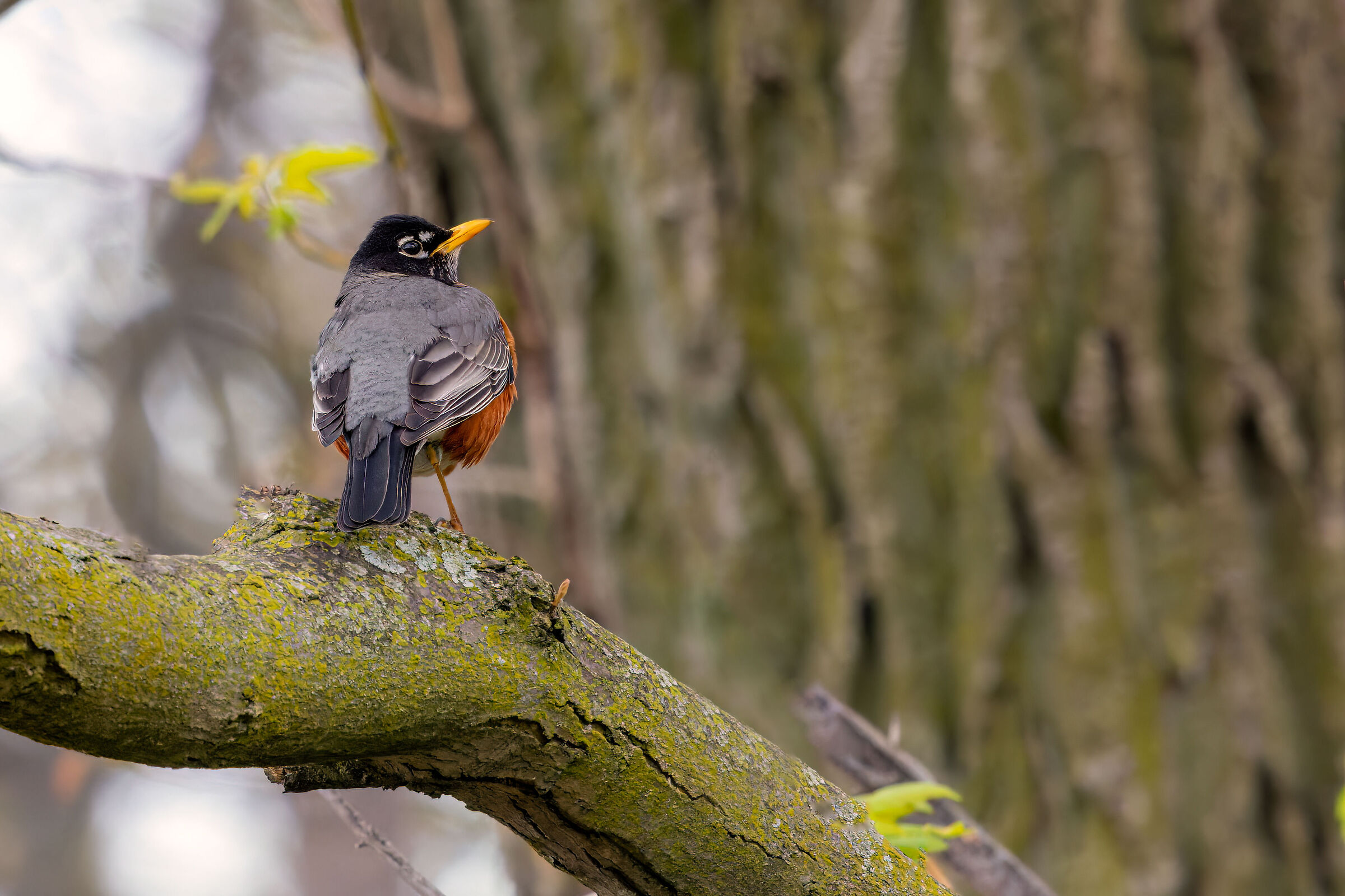 American robin (Turdus migratorius)...