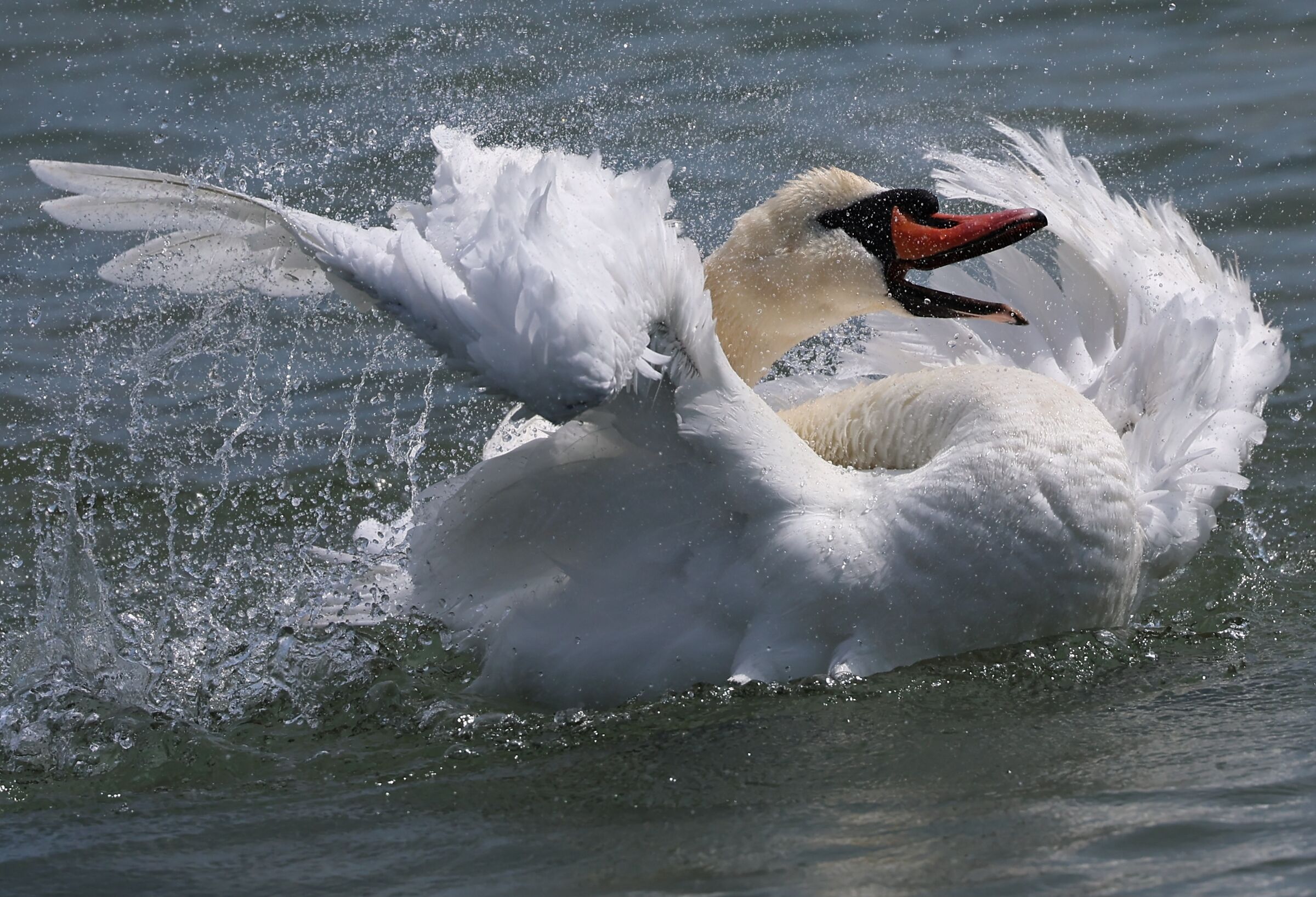 Swan playing...