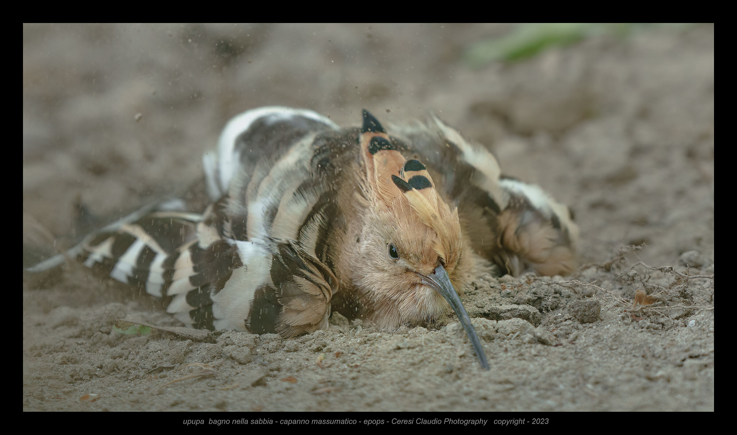upupa - eurasia hoopoe - epops - bagno nella sabbia...