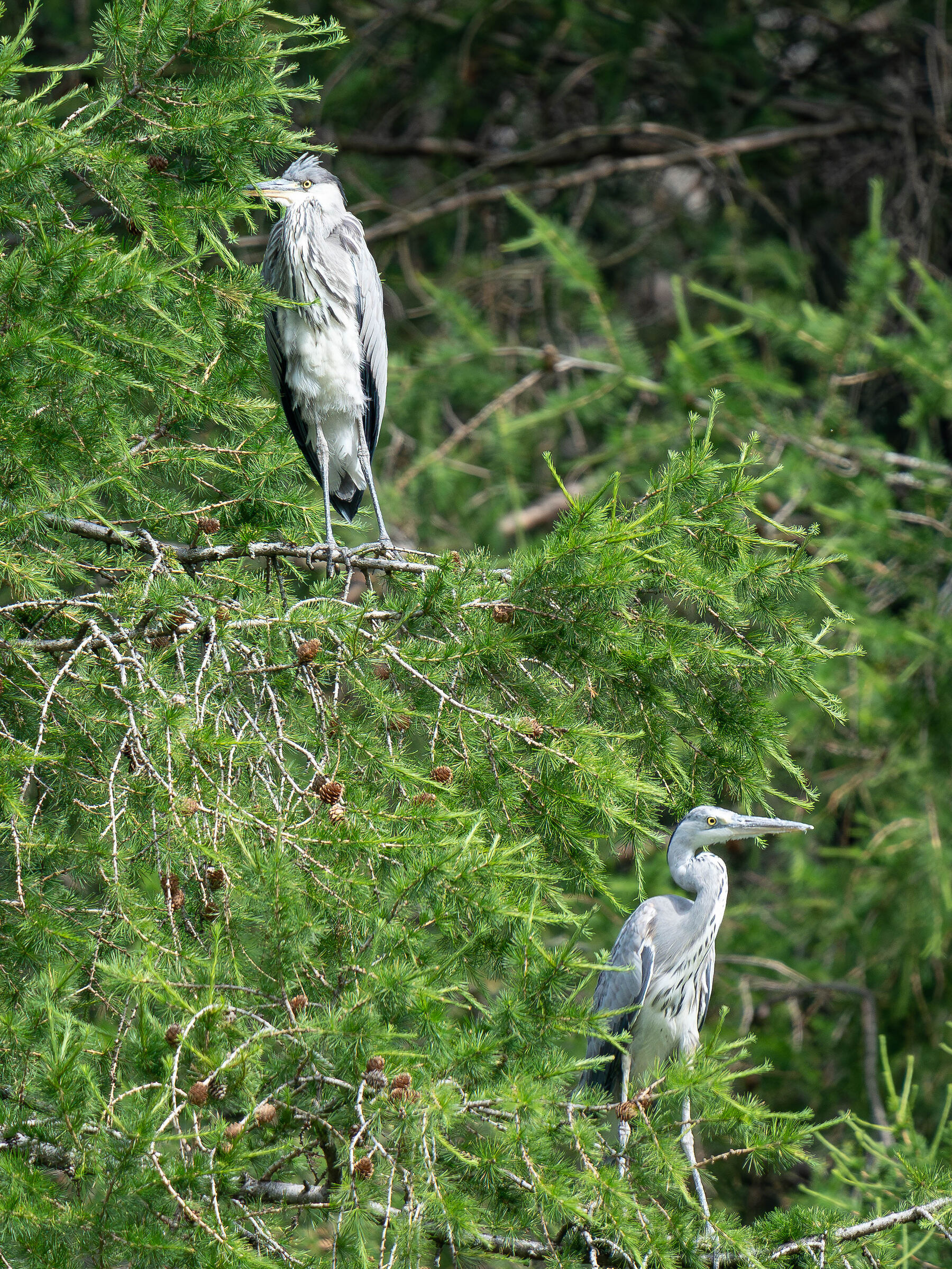 Herons in the green...
