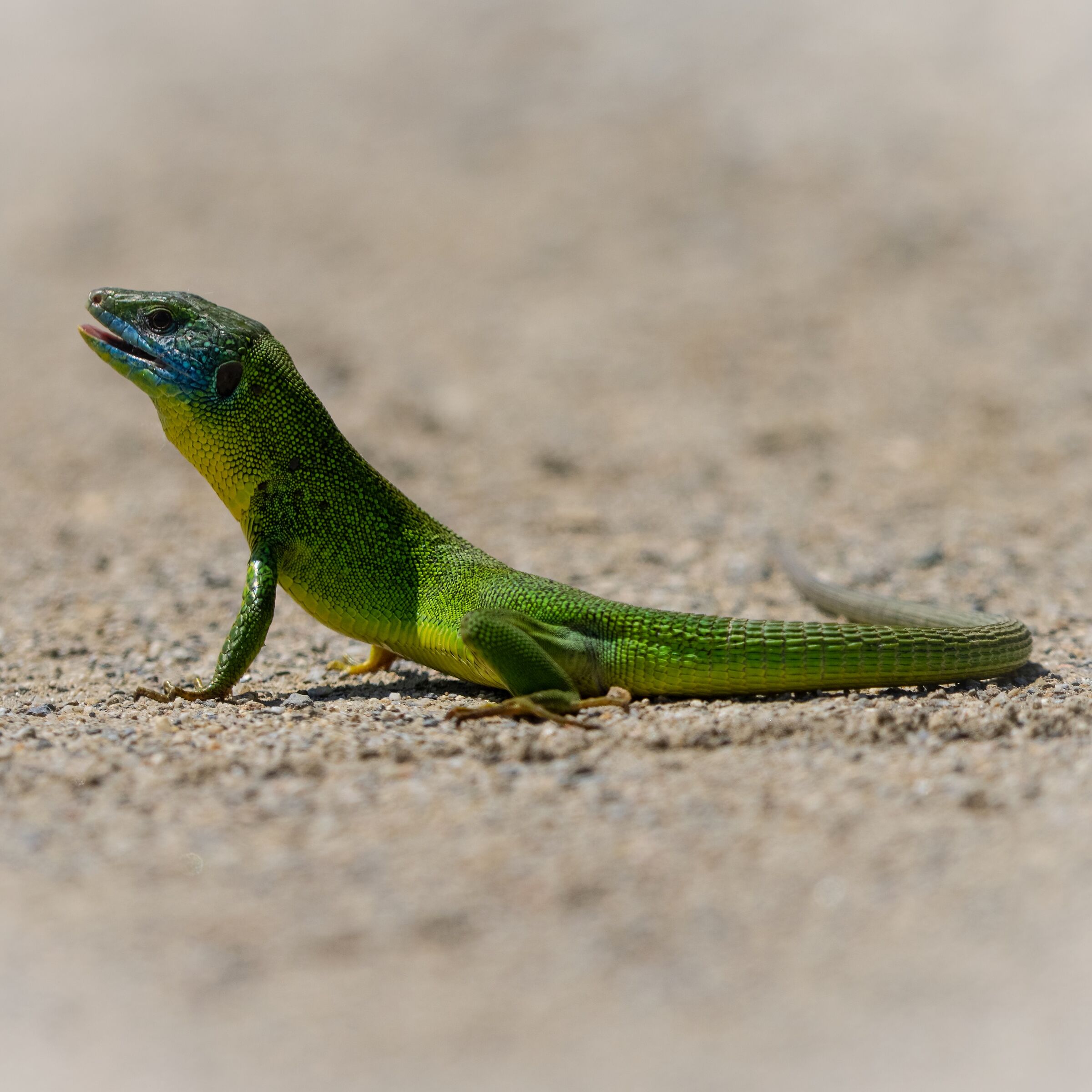 Green lizard ...
