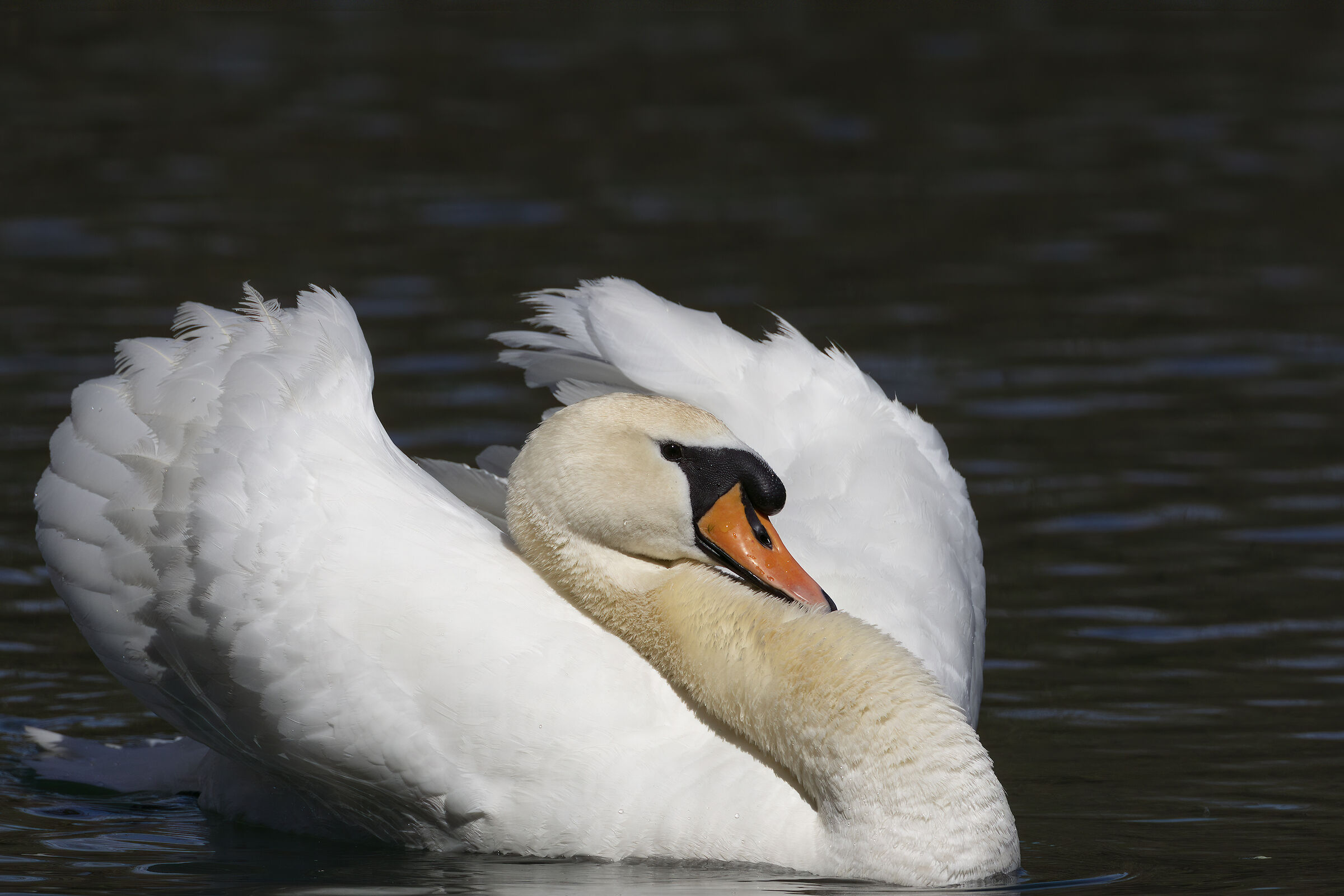 Royal swan courting...