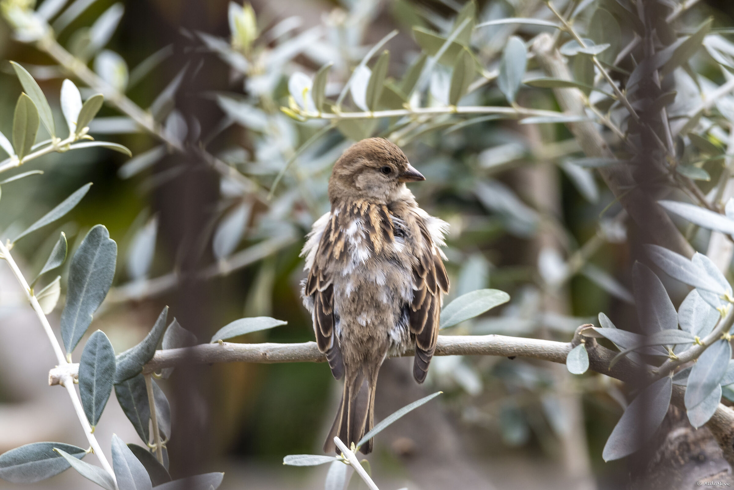 Uncombed sparrow...