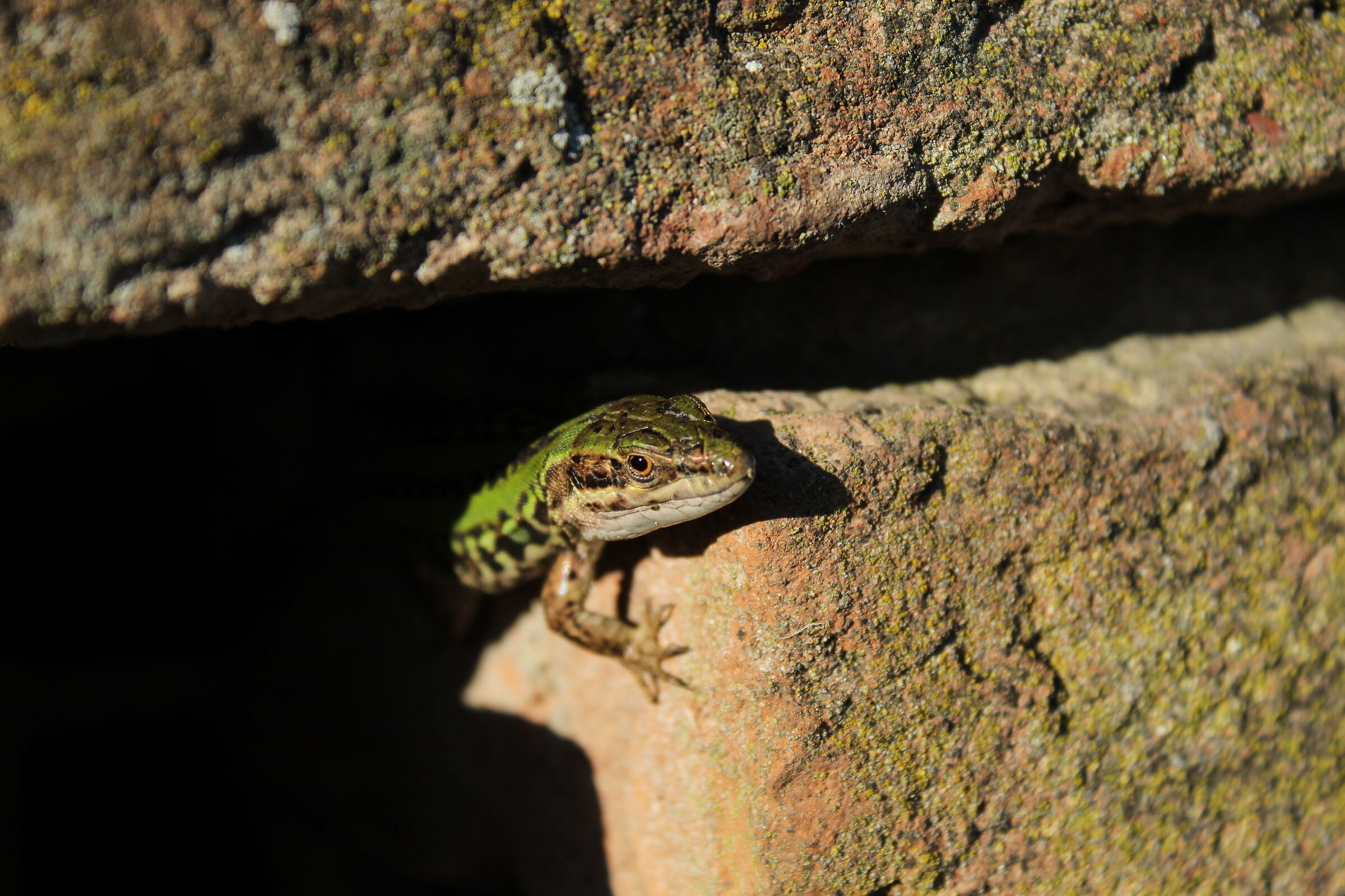 Podarcis siculus, Italian wall lizard....