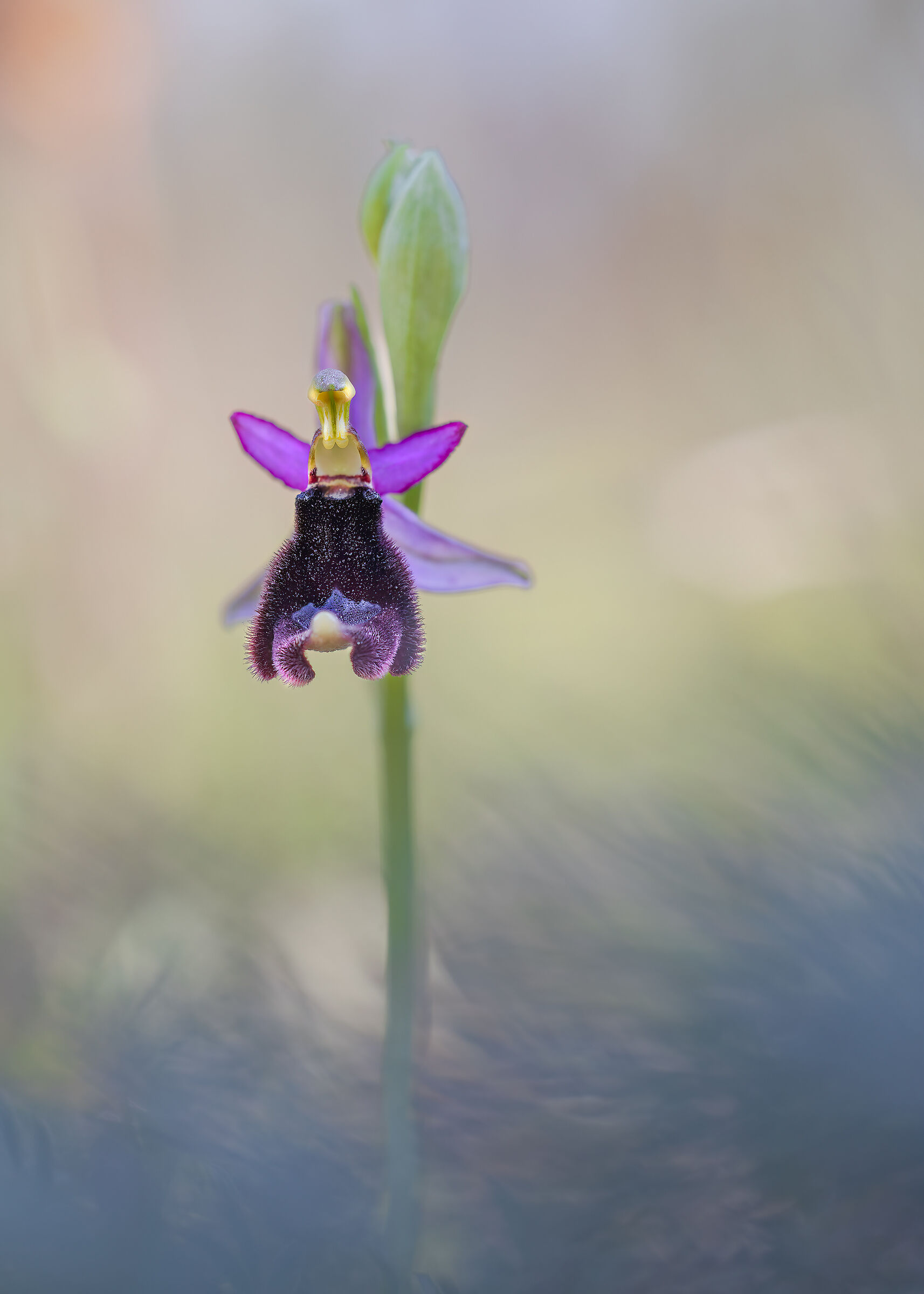 Ophrys...