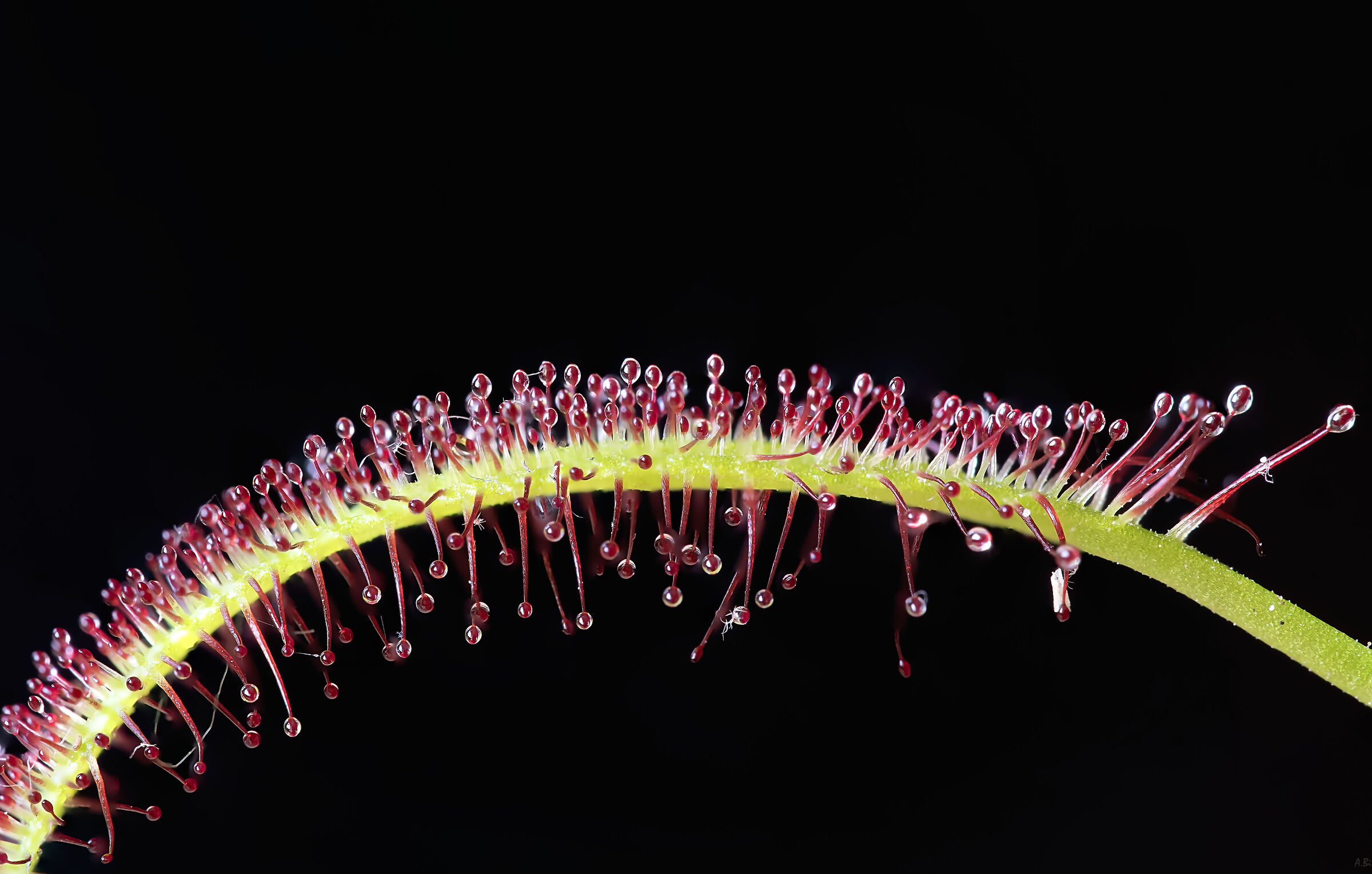 Drosera capensis - detail...