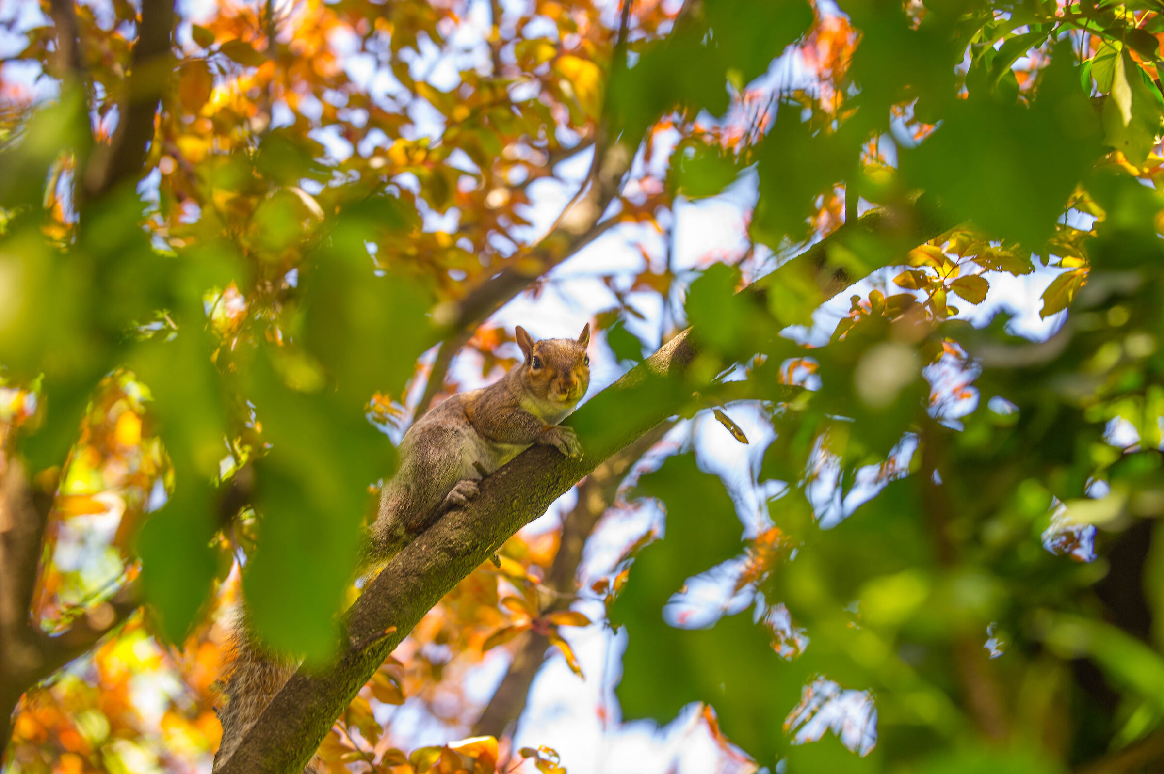 Squirrel in the Park of Villa Campello (Albiate)...