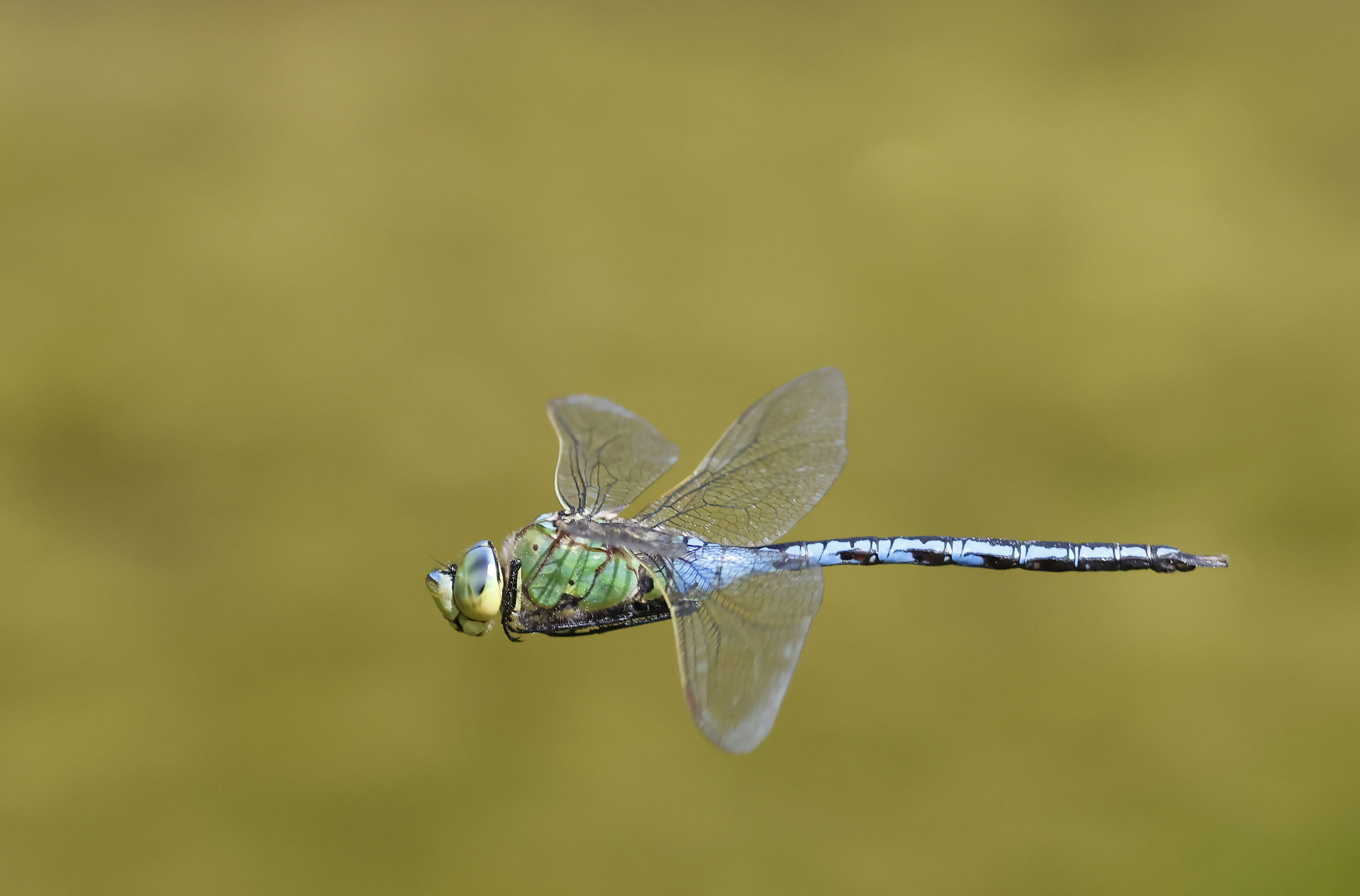 Blue emperor Male Dragonfly. ( Anax imperator)...