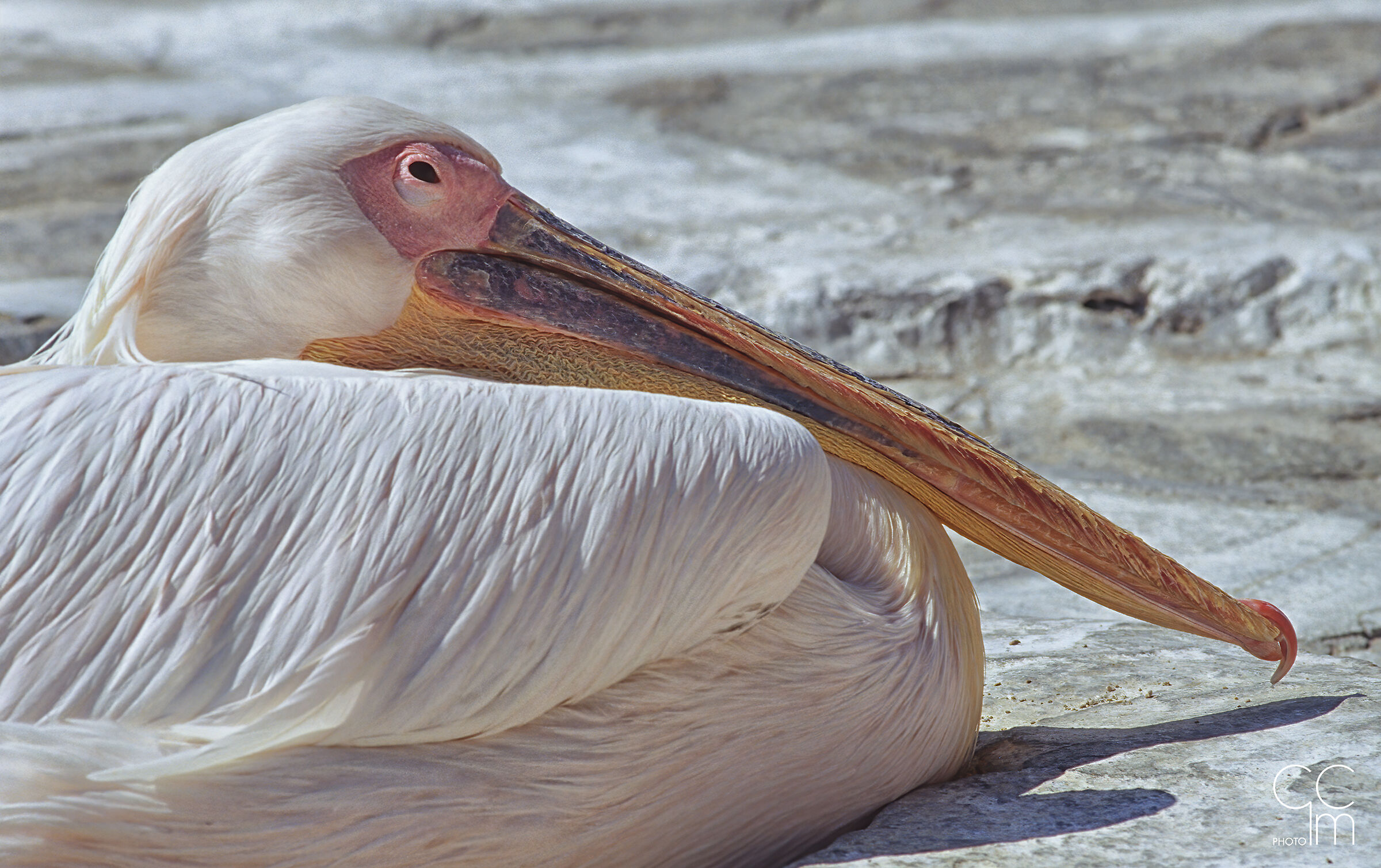 The Pelican of Mykonos...