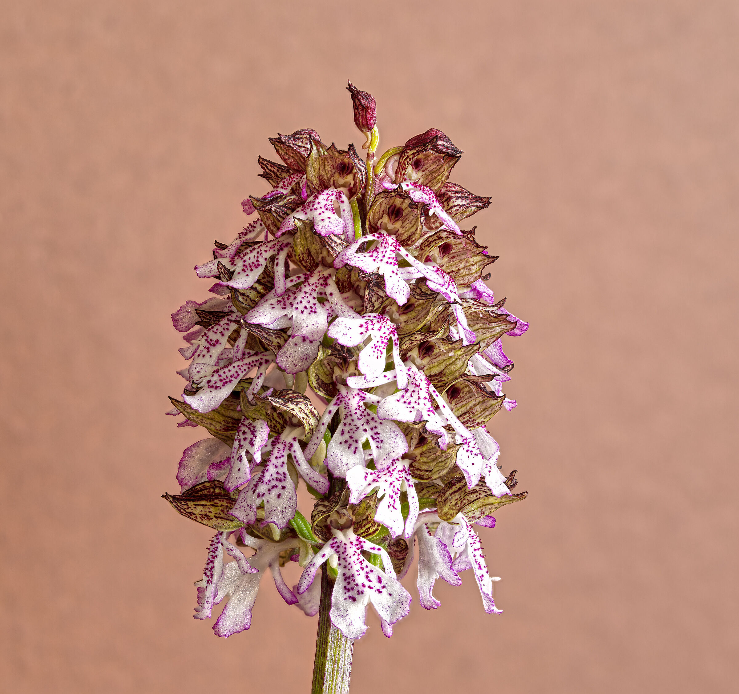 Orchide purpurea......