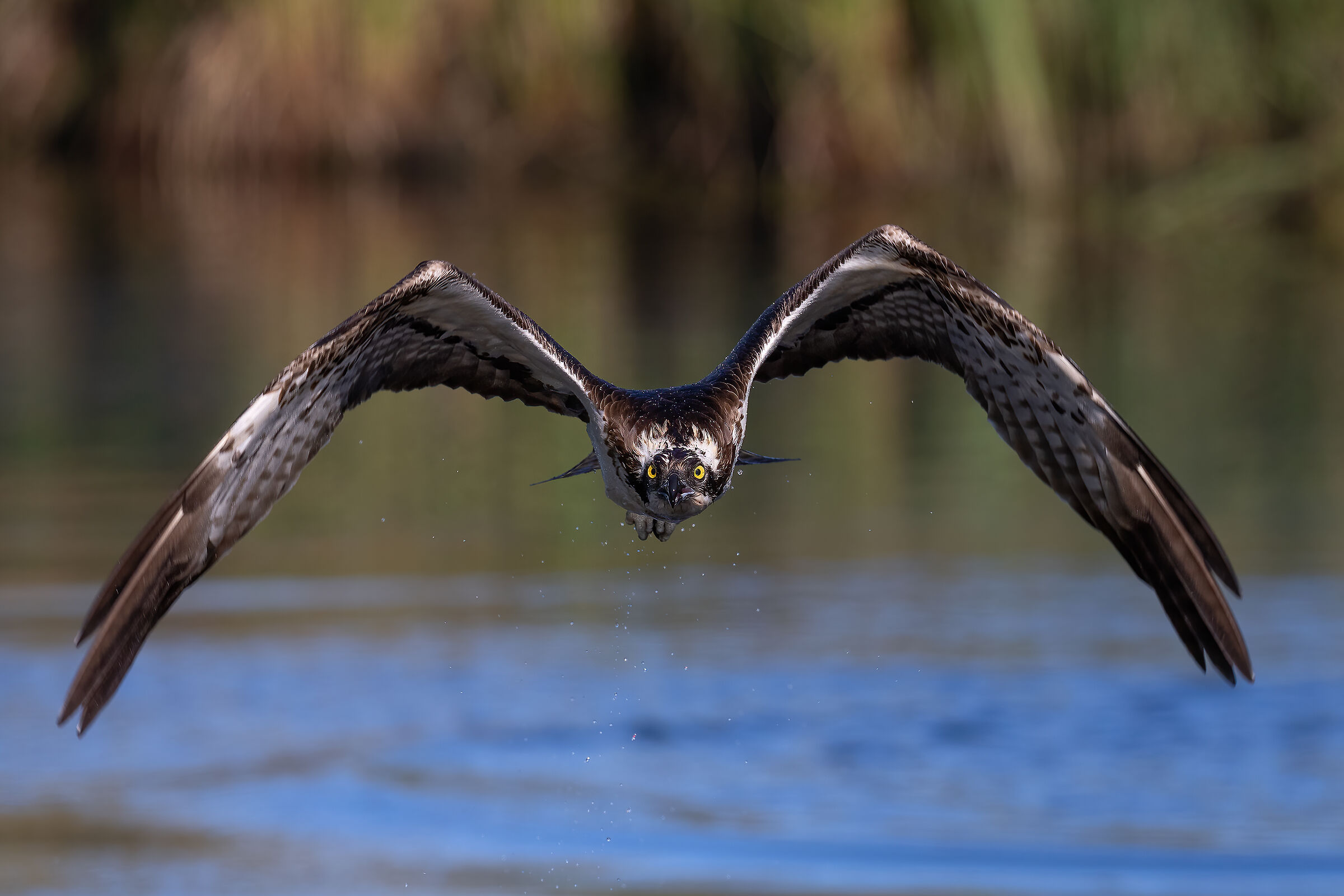 Frontal flight of osprey...