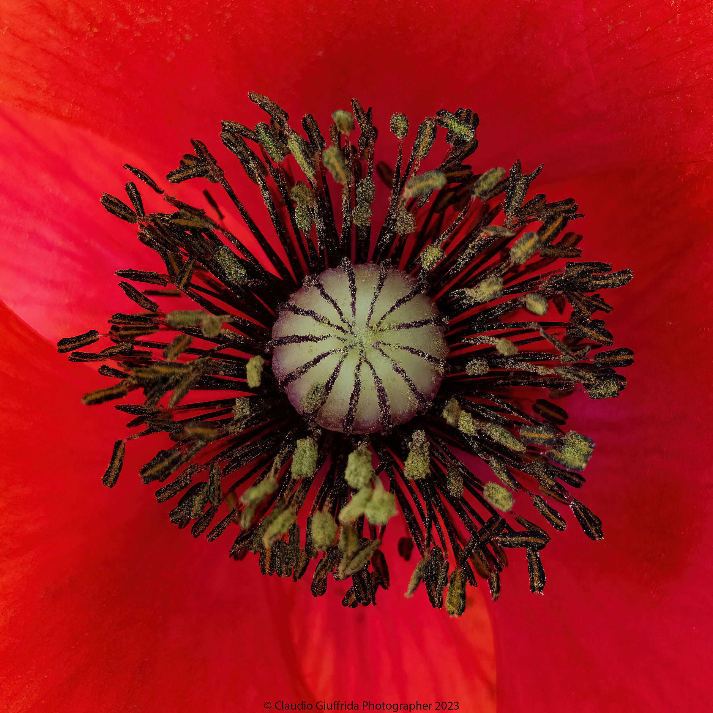 Poppy, Red Passion....