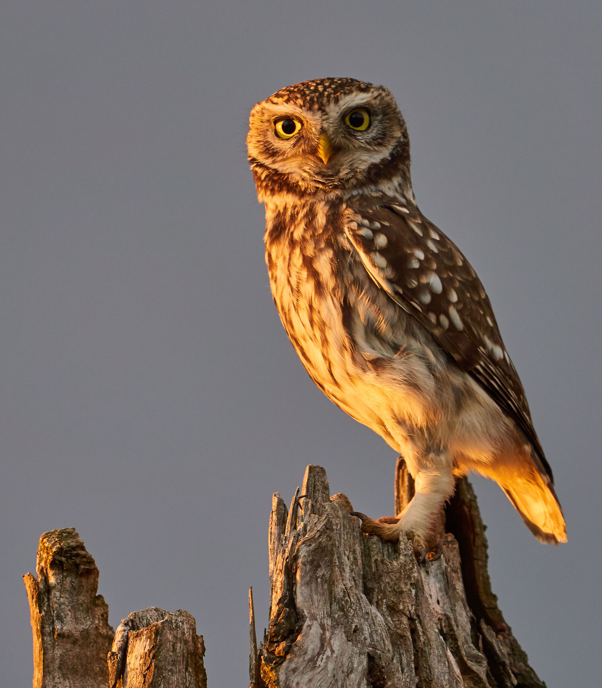 Little Owl  ( Athene noctua )...