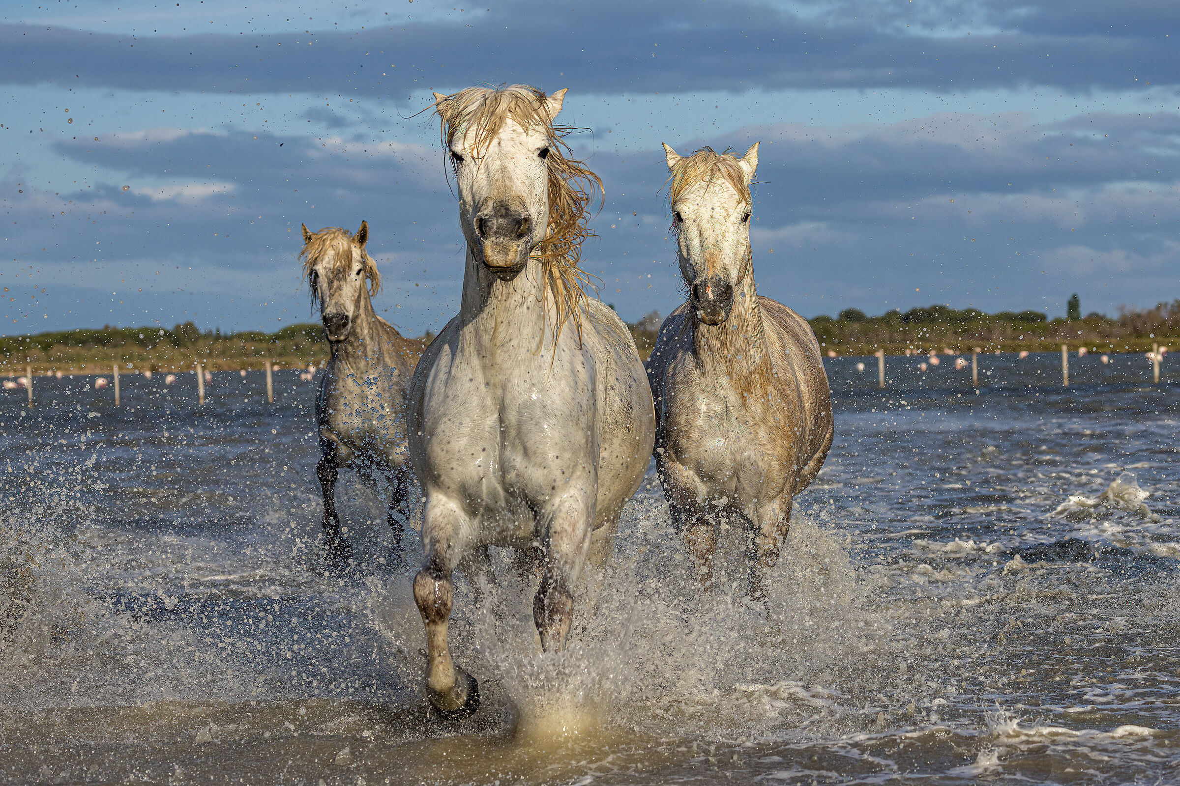 Camargue horses galloping...