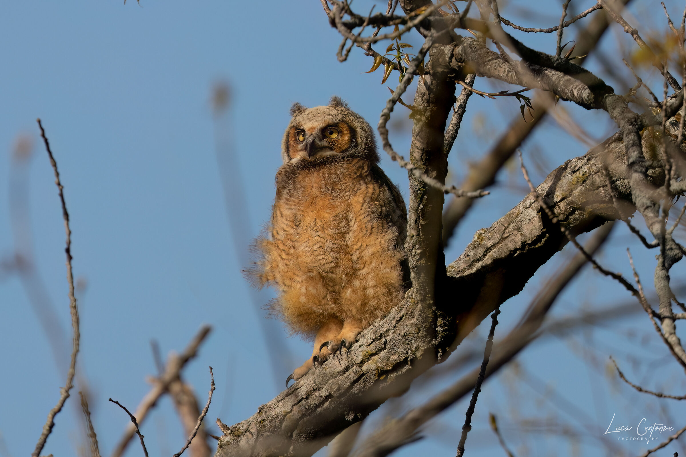 Piccolo di Great Horned Owl...
