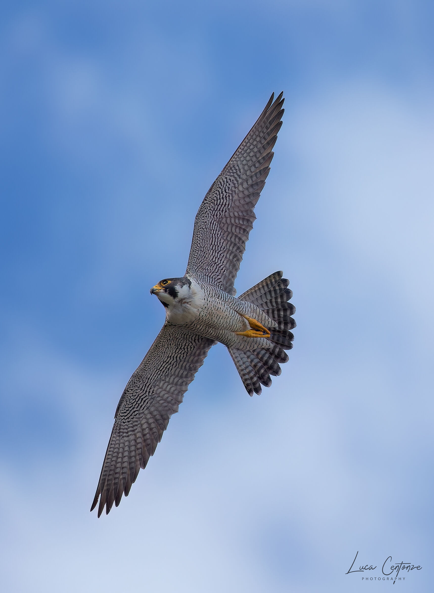Open wings (Falco Pellegrino)...
