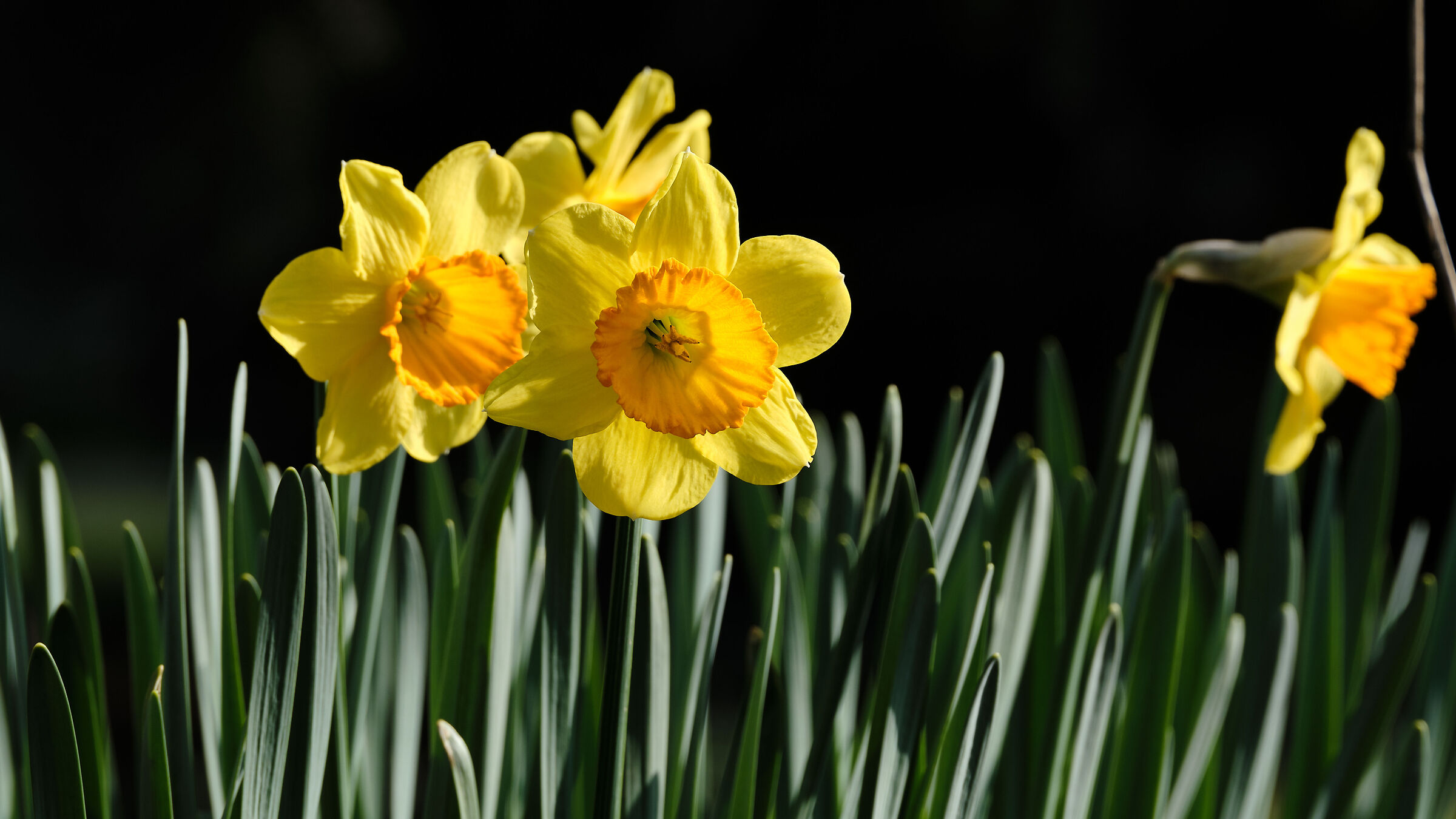 Narcissus pseudonarcissus...