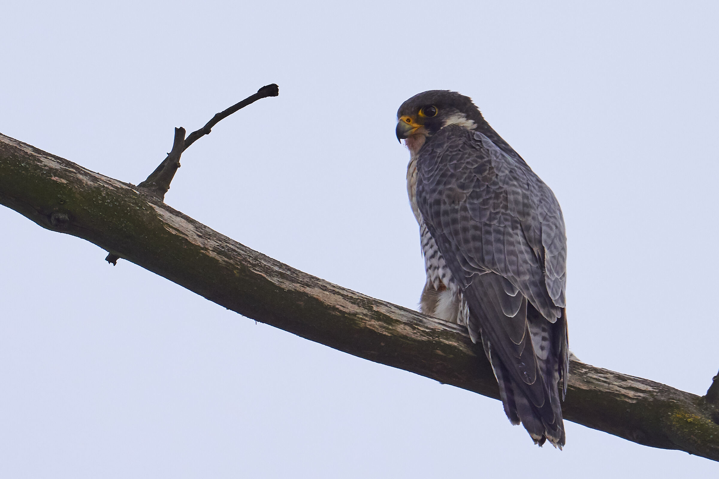 Peregrine falcon  ( Falco peregrine )...
