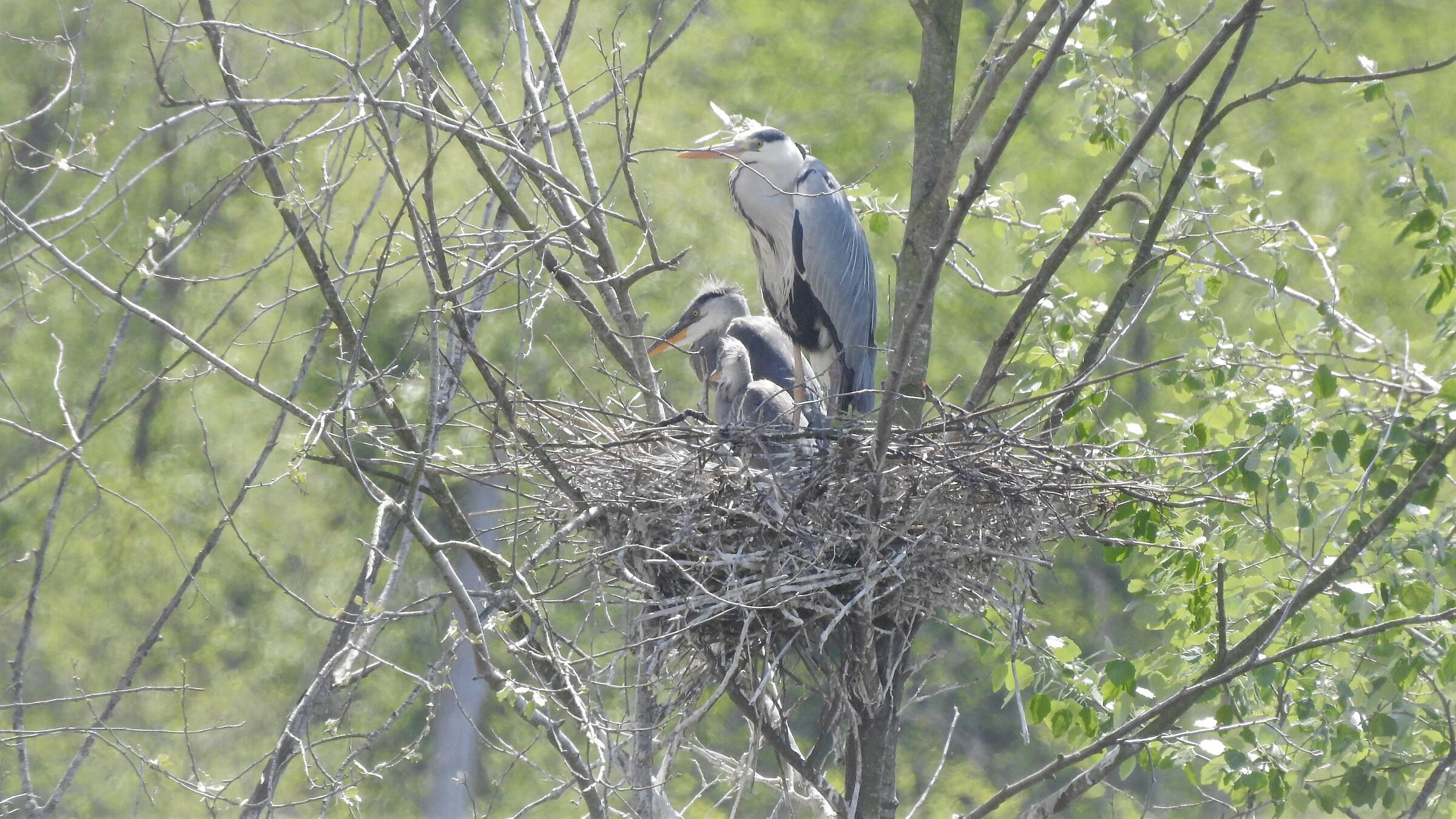 Grey nest...