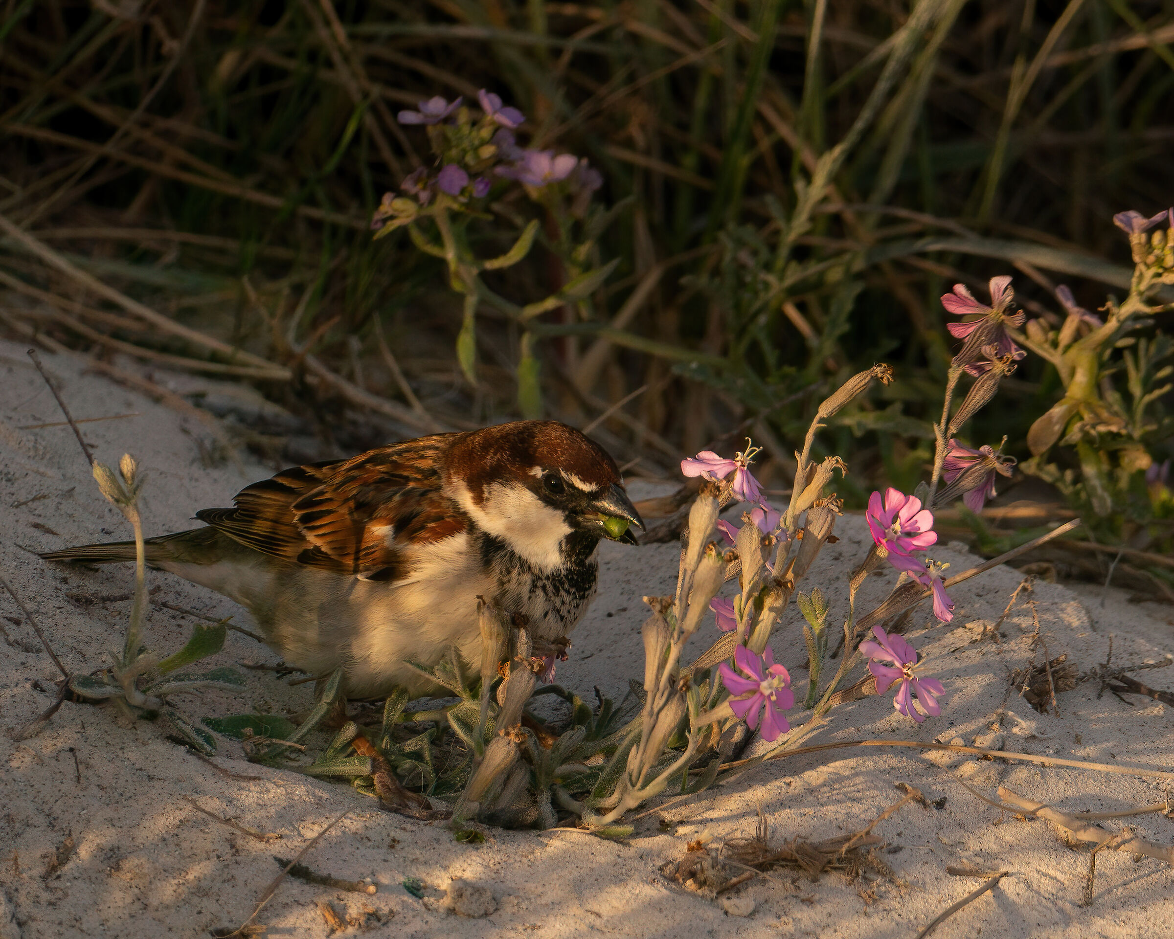Sparrow on the beach...