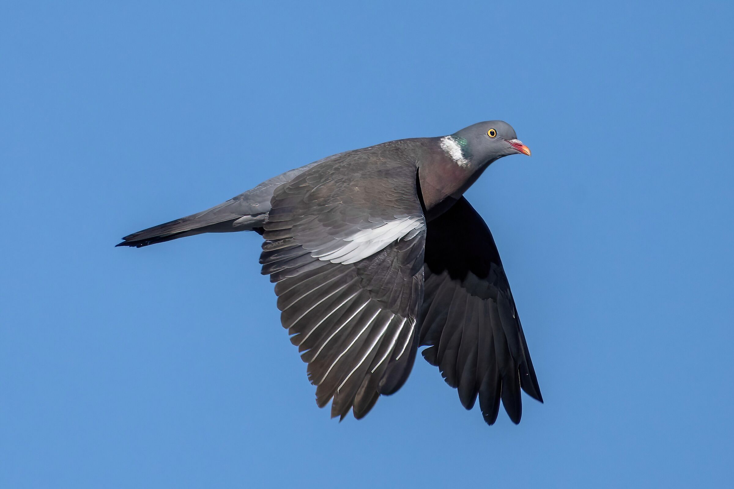 Pigeon (Columba palumbus)...