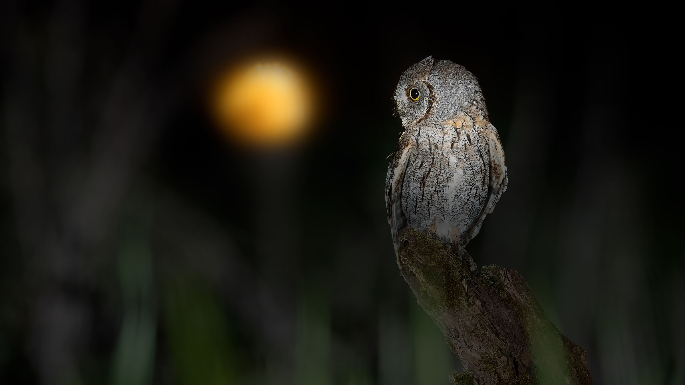 Darkness and light - Scops owl...