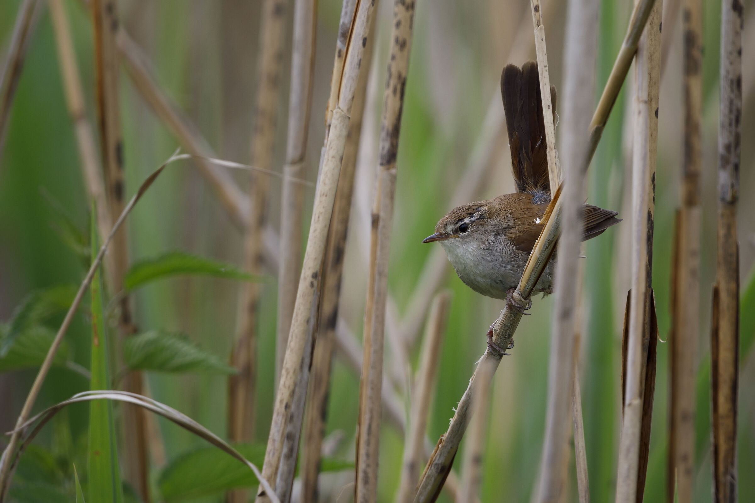 That's who sings among the reeds!...