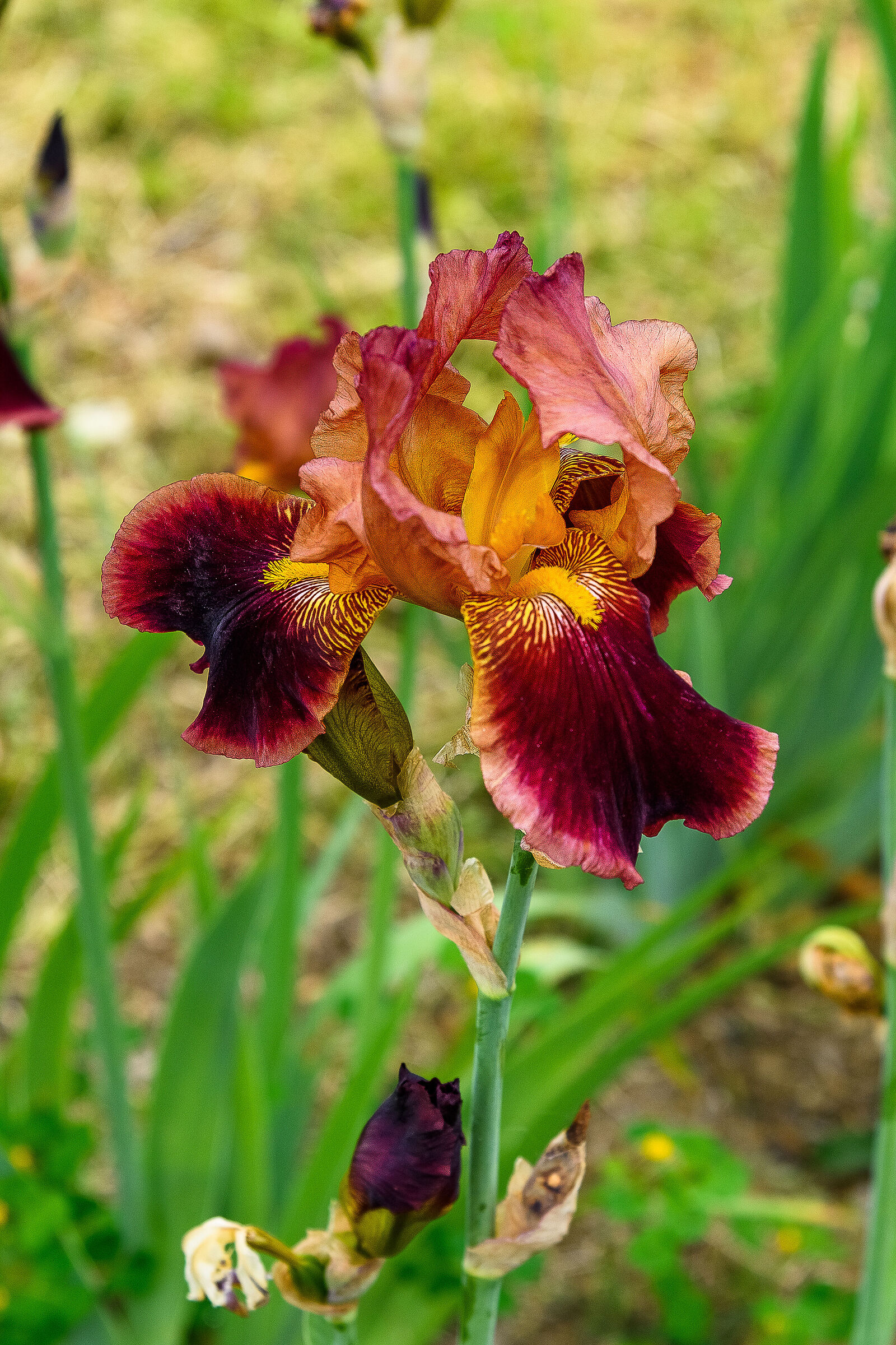 Iris Garden Florence...