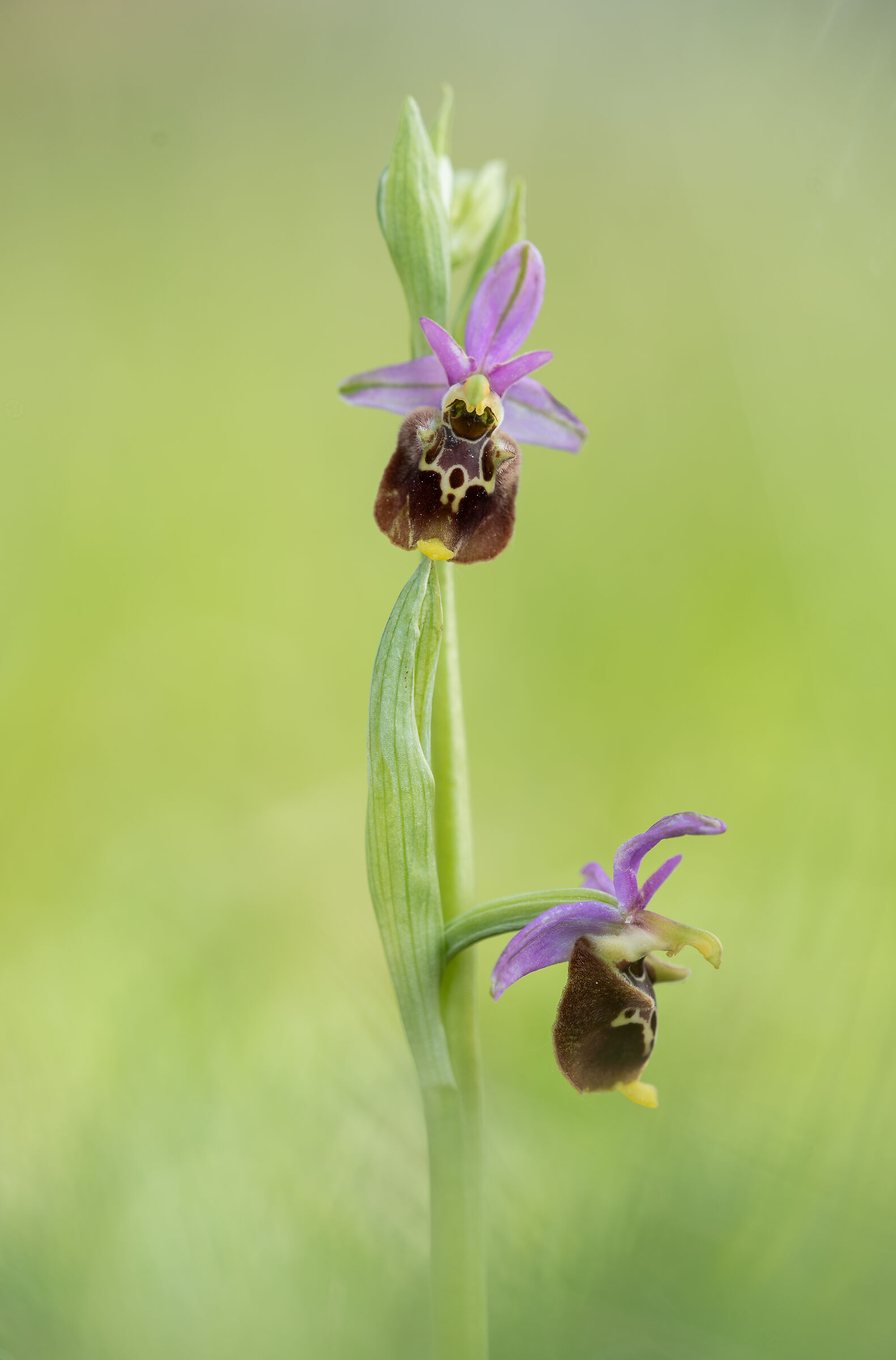 Ophrys holosericea subsp. dinarica...