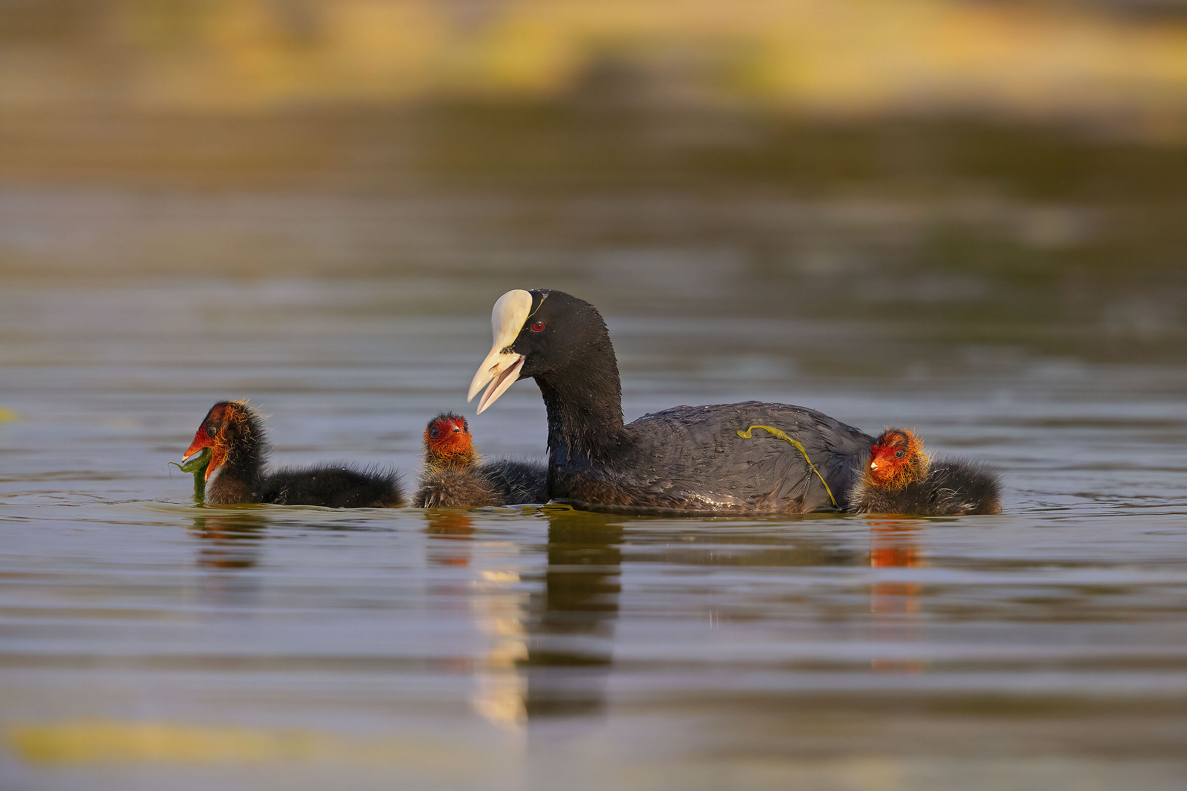 Mother Coot...